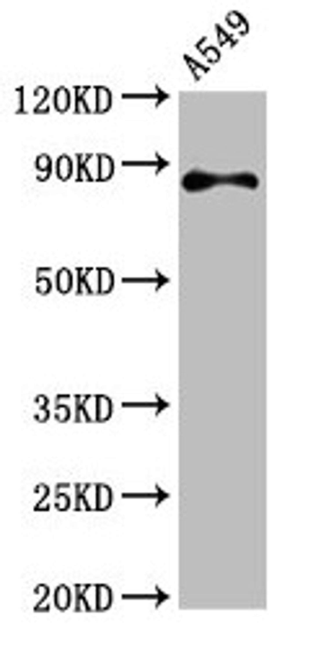 Western Blot. Positive WB detected in: A549 whole cell lysate. All lanes: RXFP2 antibody at 4.6µg/ml. Secondary. Goat polyclonal to rabbit IgG at 1/50000 dilution. Predicted band size: 87, 84 kDa. Observed band size: 87 kDa