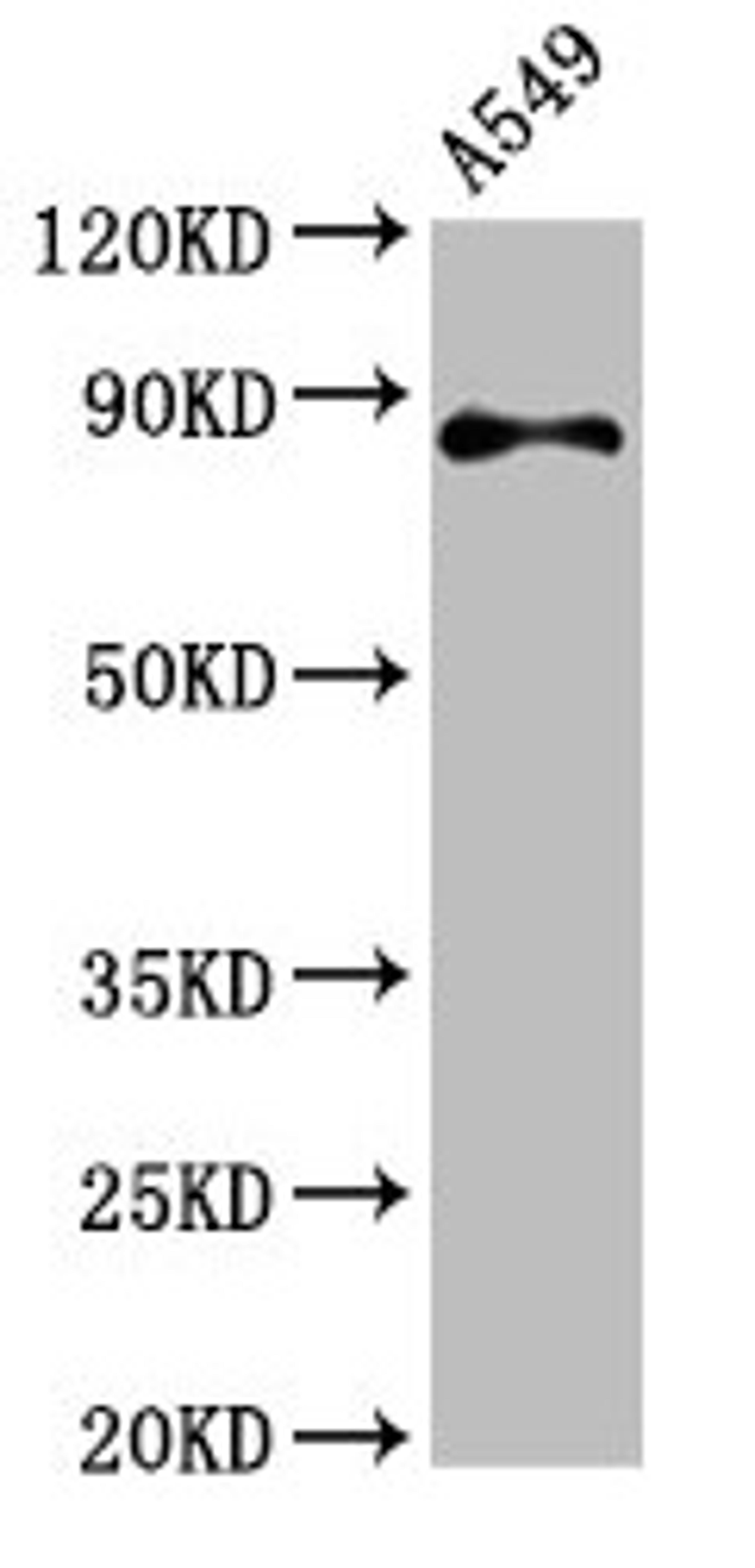 Western Blot. Positive WB detected in: A549 whole cell lysate. All lanes: RXFP2 antibody at 4.6µg/ml. Secondary. Goat polyclonal to rabbit IgG at 1/50000 dilution. Predicted band size: 87, 84 kDa. Observed band size: 87 kDa