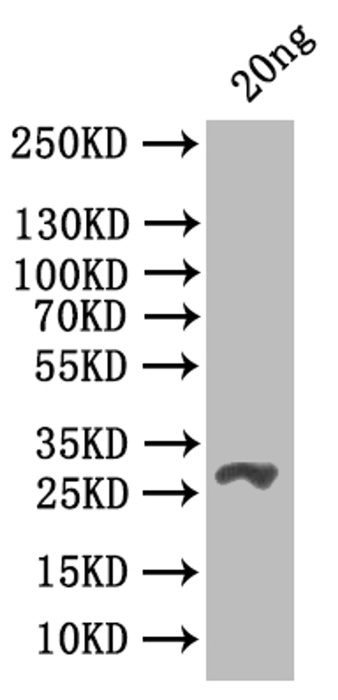 Western Blot. Positive WB detected in: recombinant protein. All lanes: csgD Antibody at 1:1000. Secondary. Goat polyclonal to rabbit IgG at 1/50000 dilution. Predicted band size: 29 kDa. Observed band size: 29 kDa. 