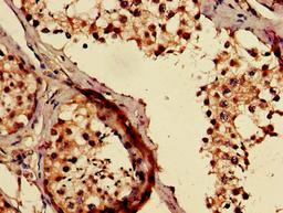 IHC image of CSB-PA891784LA01HU diluted at 1:500 and staining in paraffin-embedded human testis tissue performed on a Leica BondTM system. After dewaxing and hydration, antigen retrieval was mediated by high pressure in a citrate buffer (pH 6.0). Section was blocked with 10% normal goat serum 30min at RT. Then primary antibody (1% BSA) was incubated at 4&deg;C overnight. The primary is detected by a biotinylated secondary antibody and visualized using an HRP conjugated SP system.
