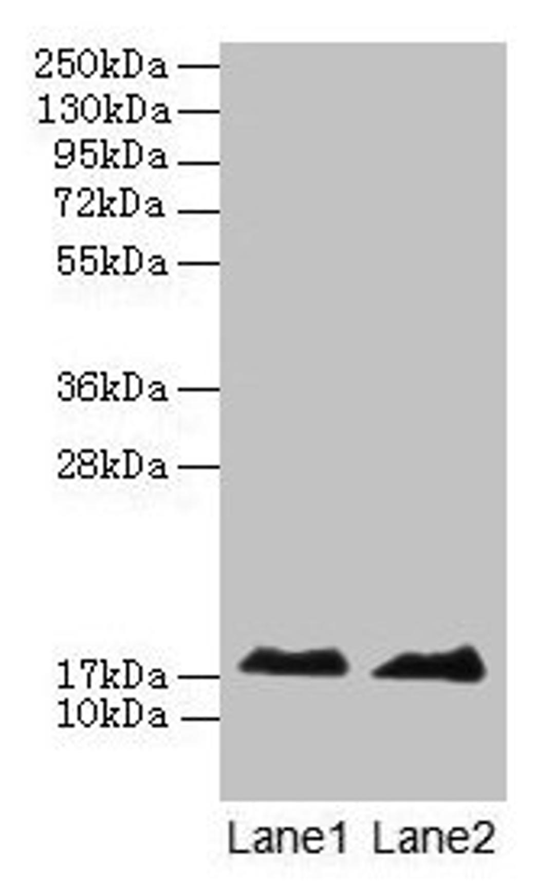 Western blot. All lanes: MB antibody at 2µg/ml. Lane 1: Rat skeletal muscle tissue. Lane 2: Mouse heart tissue. Secondary. Goat polyclonal to rabbit IgG at 1/10000 dilution. Predicted band size: 18 kDa. Observed band size: 18 kDa