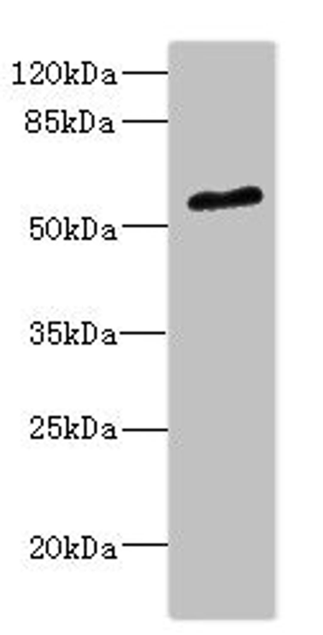 Western blot. All lanes: POC1B antibody at 2.35ug/ml + Mouse small intestine tissue. Secondary. Goat polyclonal to rabbit IgG at 1/10000 dilution. Predicted band size: 54, 50 kDa. Observed band size: 54 kDa. 