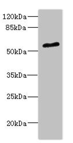 Western blot. All lanes: POC1B antibody at 2.35ug/ml + Mouse small intestine tissue. Secondary. Goat polyclonal to rabbit IgG at 1/10000 dilution. Predicted band size: 54, 50 kDa. Observed band size: 54 kDa. 