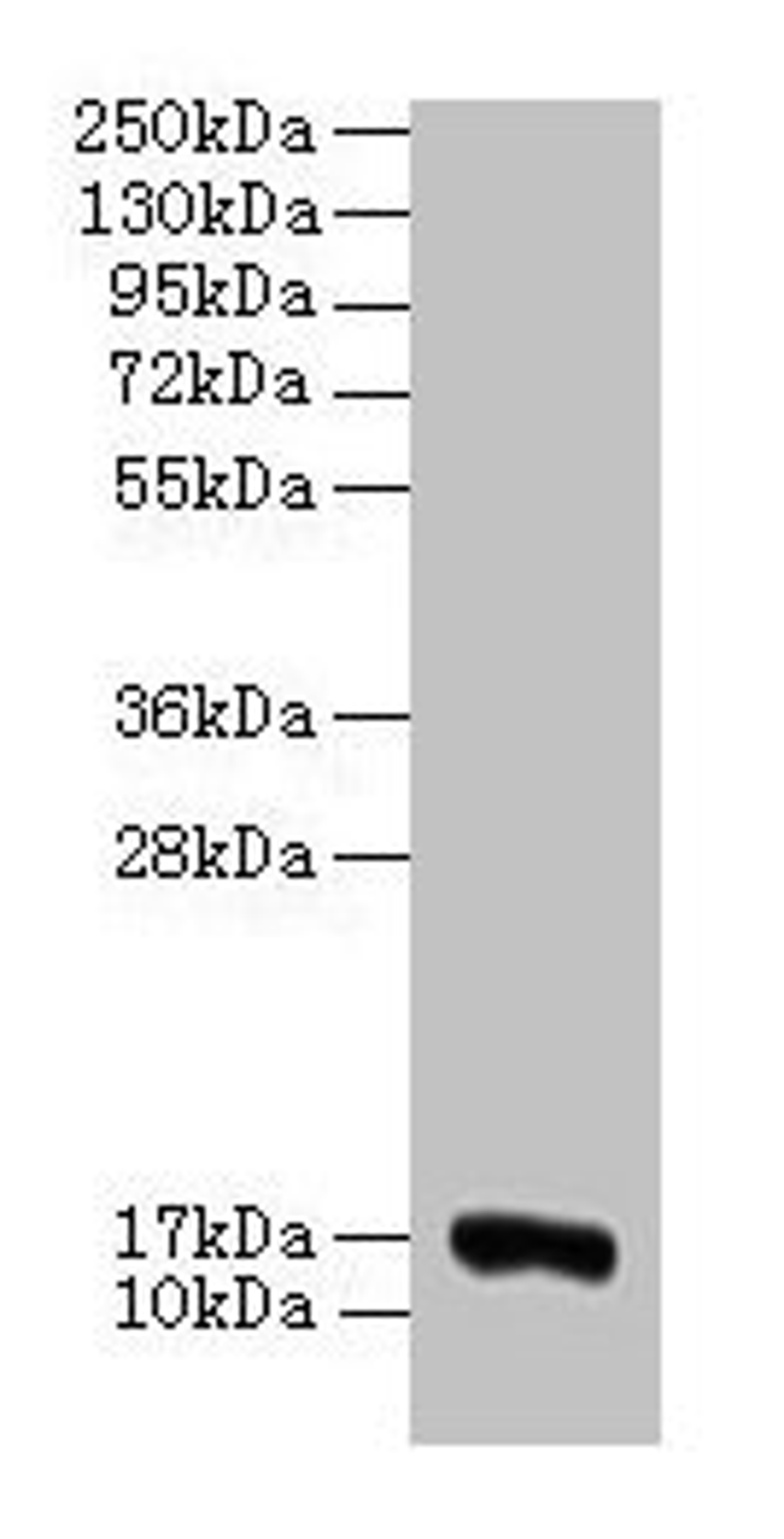 Western blot. All lanes: COX5A antibody at 2µg/ml + 293T whole cell lysate. Secondary. Goat polyclonal to rabbit IgG at 1/15000 dilution. Predicted band size: 17 kDa. Observed band size: 17 kDa