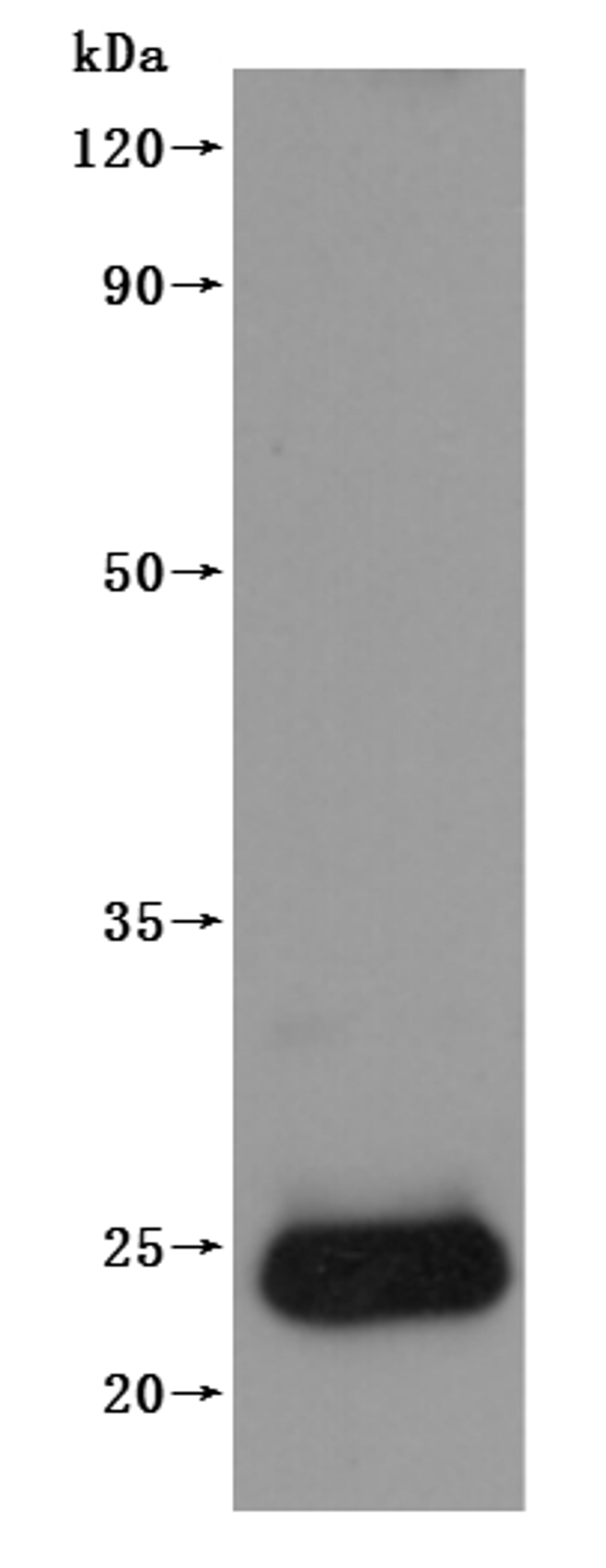 CSB-MP661636HU is detected by Mouse anti-6*His monoclonal antibody.