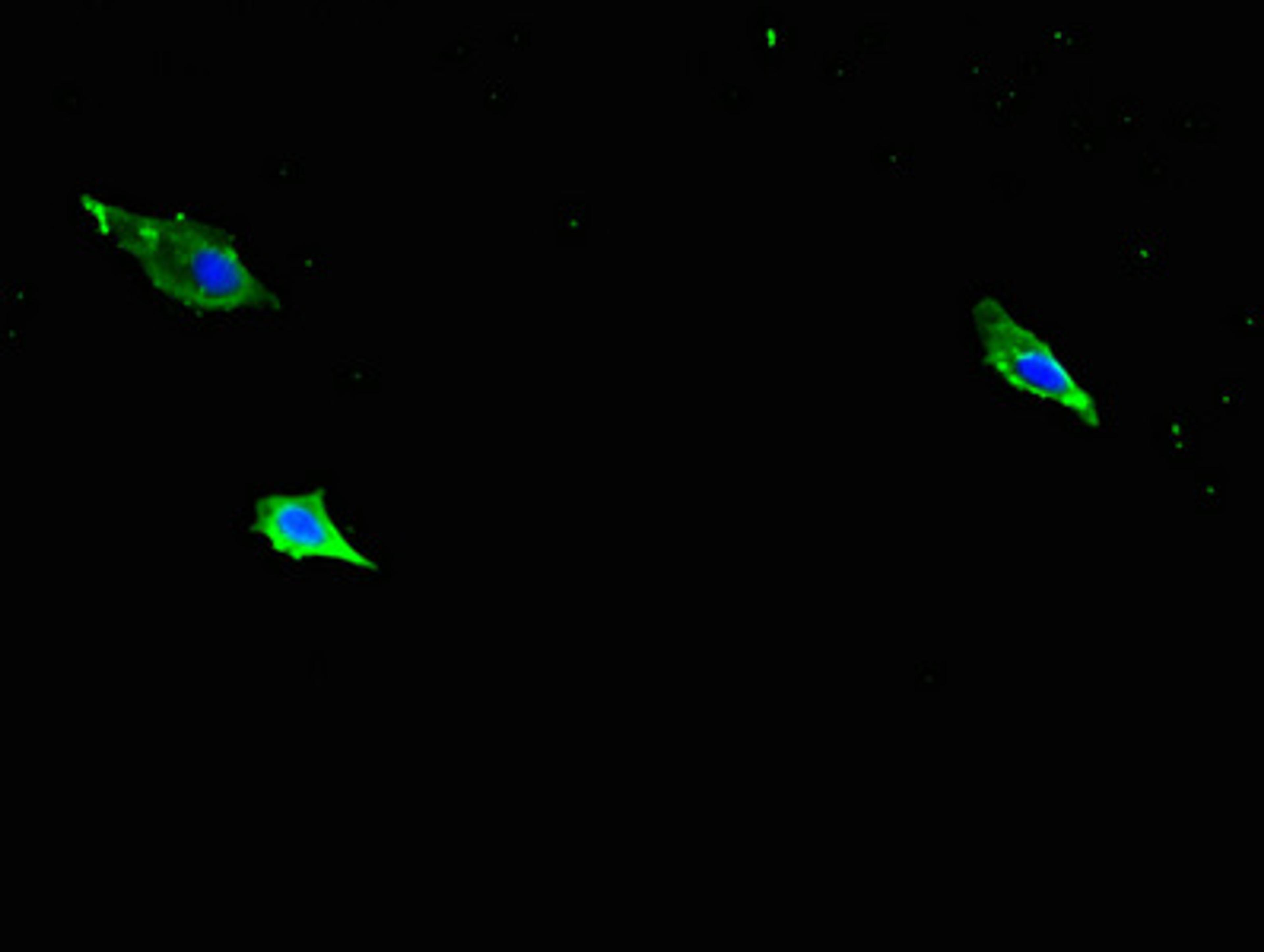Immunofluorescent analysis of Hela cells using CSB-PA011880LA01MO at dilution of 1:100 and Alexa Fluor 488-congugated AffiniPure Goat Anti-Rabbit IgG(H+L)