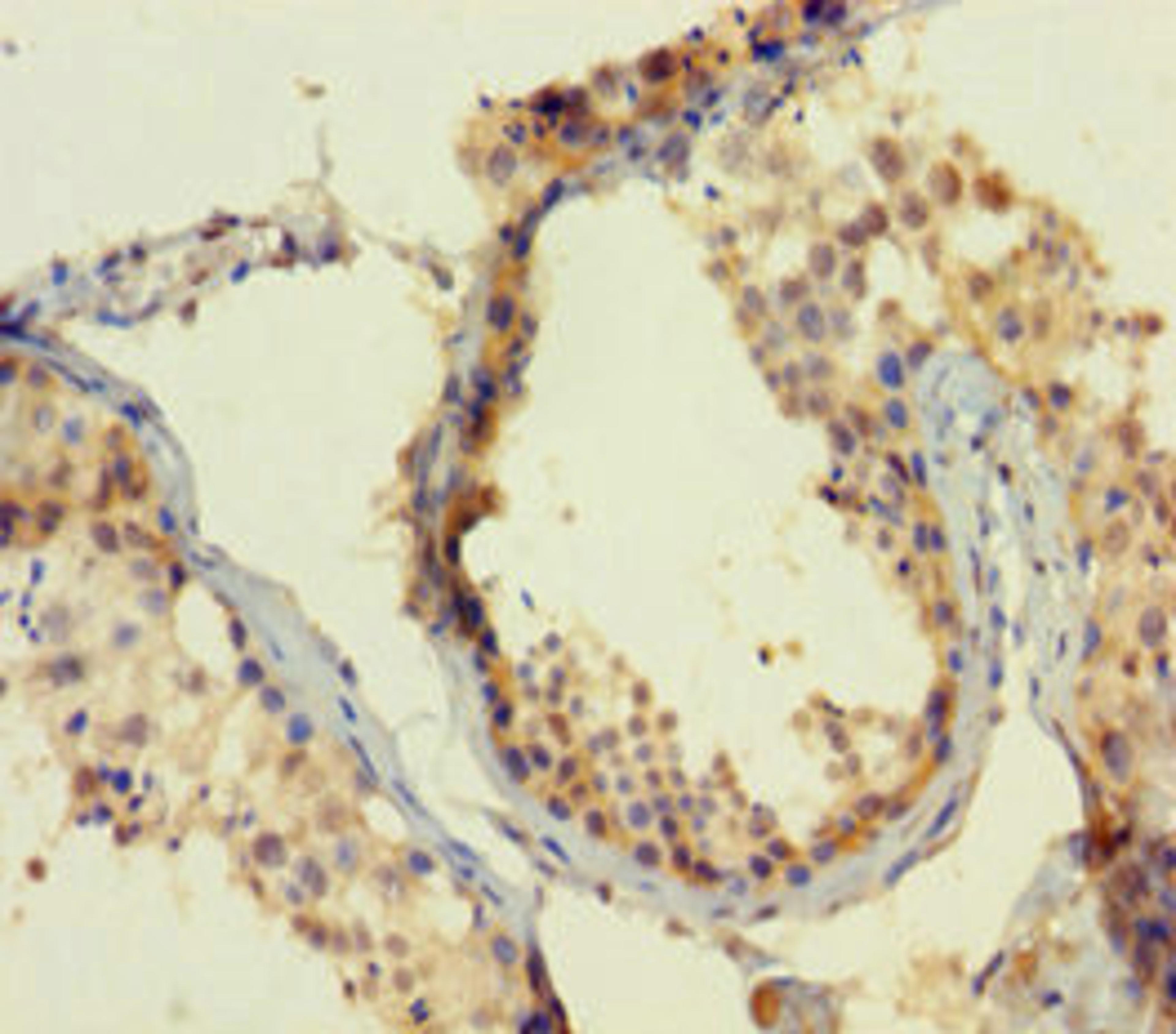Immunohistochemistry of paraffin-embedded human testis tissue using CSB-PA846107LA01HU at dilution of 1:100