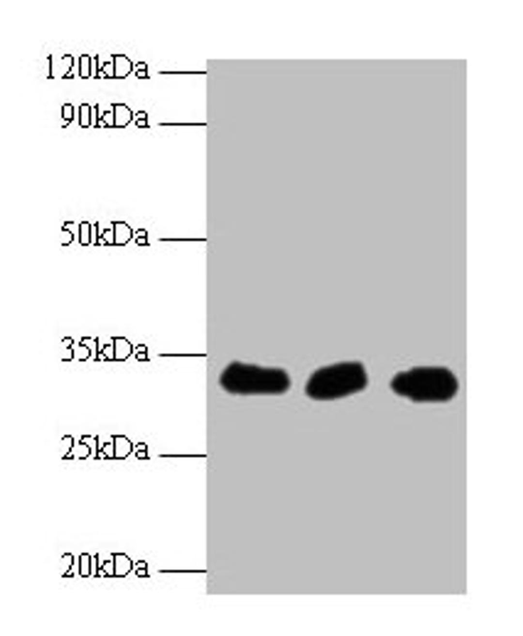Western blot. All lanes: HUS1 antibody at 2µg/ml. Lane 1: Hela whole cell lysate. Lane 2: 293T whole cell lysate. Lane 2: A431 whole cell lysate. Secondary. Goat polyclonal to rabbit IgG at 1/10000 dilution. Predicted band size: 32, 30 kDa. Observed band size: 32 kDa