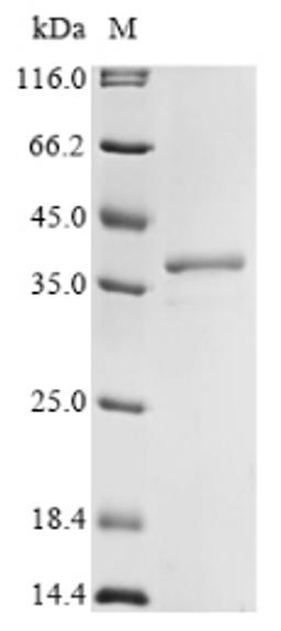 (Tris-Glycine gel) Discontinuous SDS-PAGE (reduced) with 5% enrichment gel and 15% separation gel.
