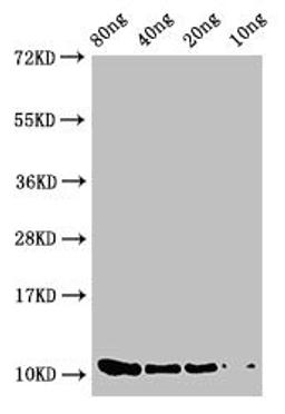 Western Blot. Positive WB detected in Recombinant protein. All lanes: prgJ antibody at 2µg/ml. Secondary. Goat polyclonal to rabbit IgG at 1/50000 dilution. Predicted band size: 11 kDa. Observed band size: 11 kDa