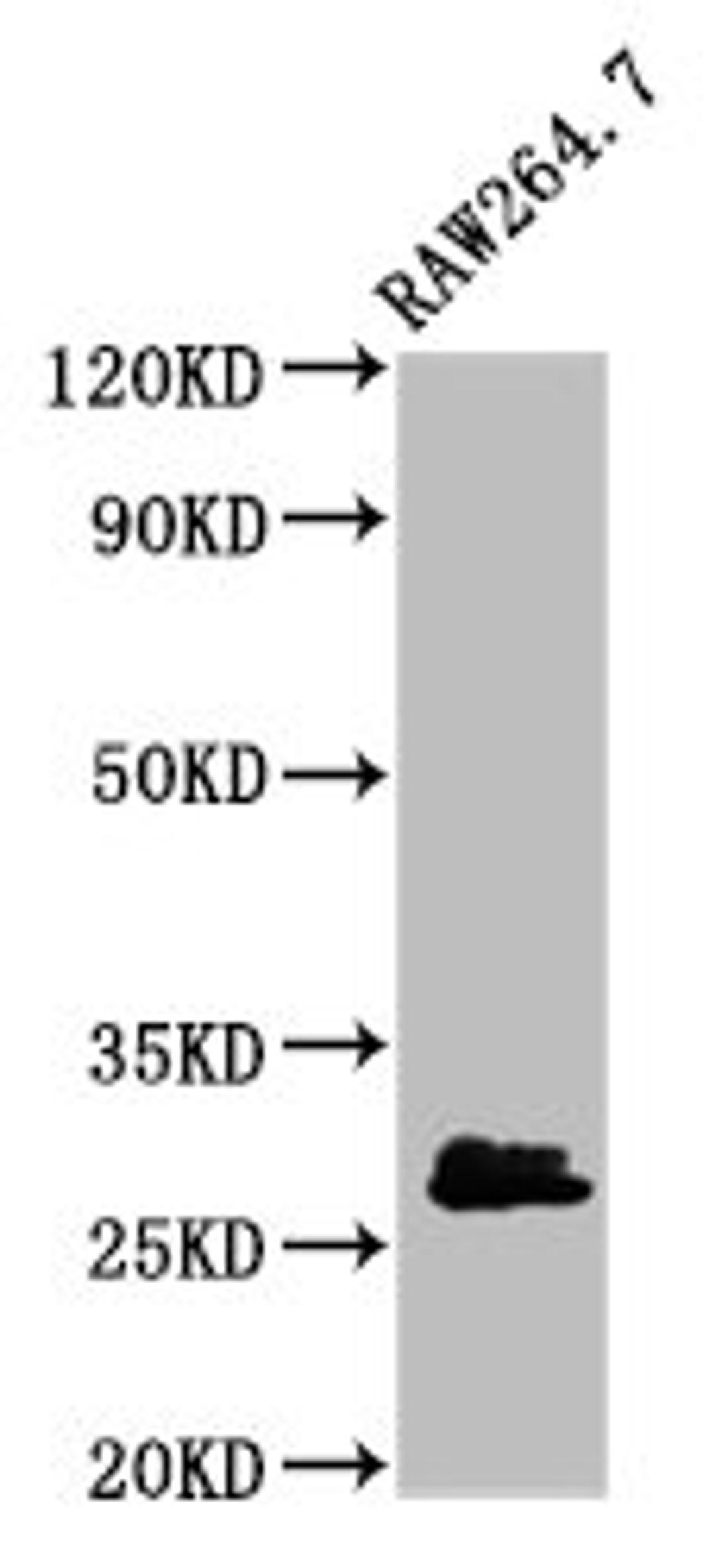 Western Blot. Positive WB detected in: RAW264.7 whole cell lysate. All lanes: BCL2L1 antibody at 2.7µg/ml. Secondary. Goat polyclonal to rabbit IgG at 1/50000 dilution. Predicted band size: 27, 19, 26 kDa. Observed band size: 27 kDa