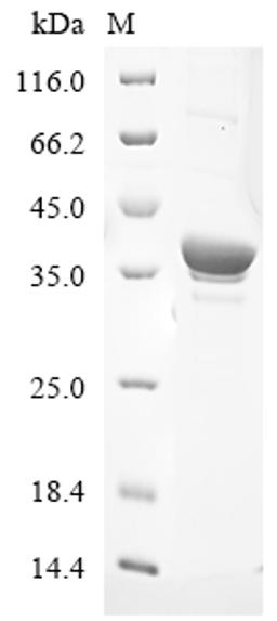 (Tris-Glycine gel) Discontinuous SDS-PAGE (reduced) with 5% enrichment gel and 15% separation gel.