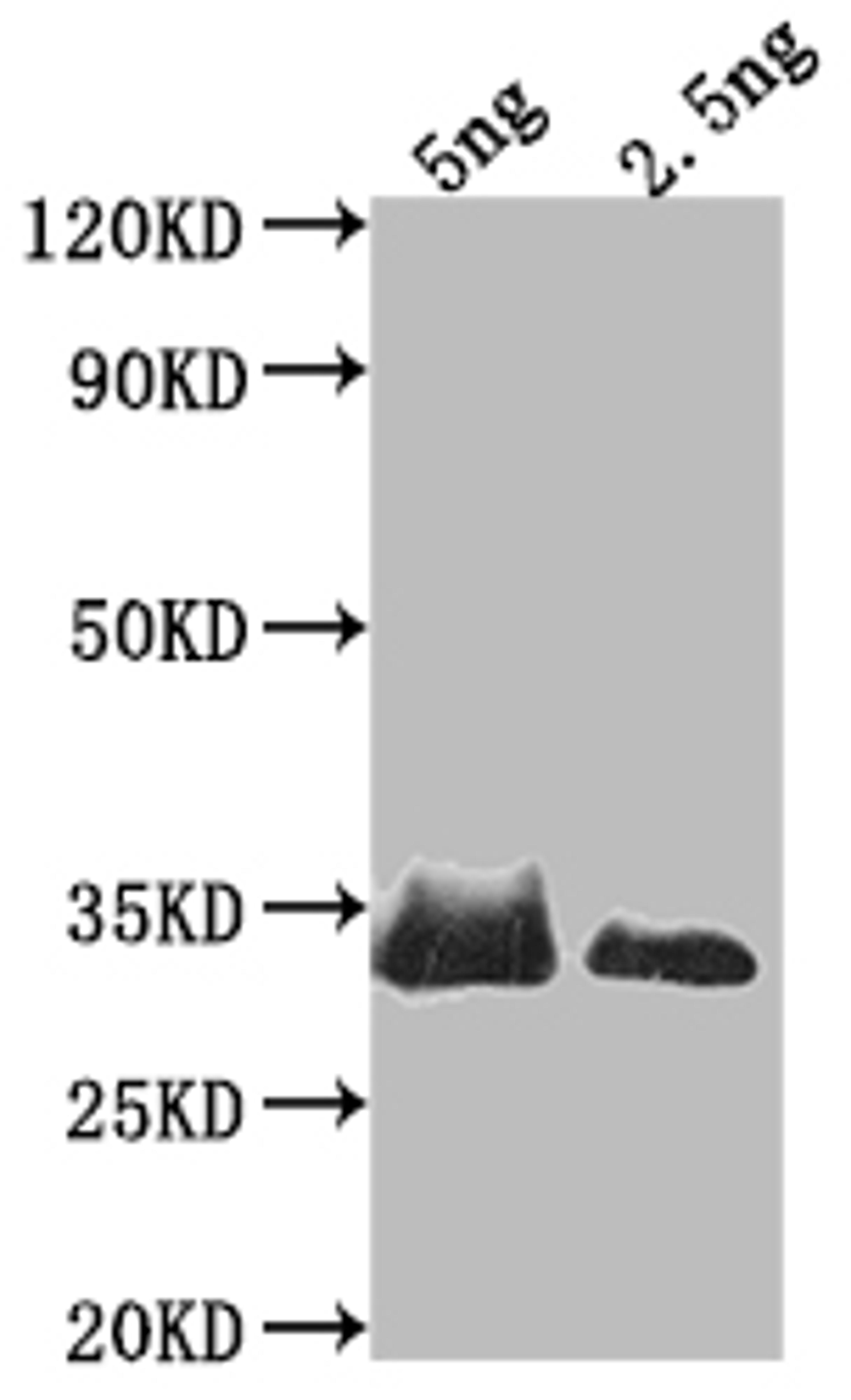 Western Blot. Positive WB detected in Recombinant protein. All lanes: SNF1 antibody at 1:2000. Secondary. Goat polyclonal to rabbit IgG at 1/50000 dilution. Predicted band size: 27 kDa. Observed band size: 36 kDa. 