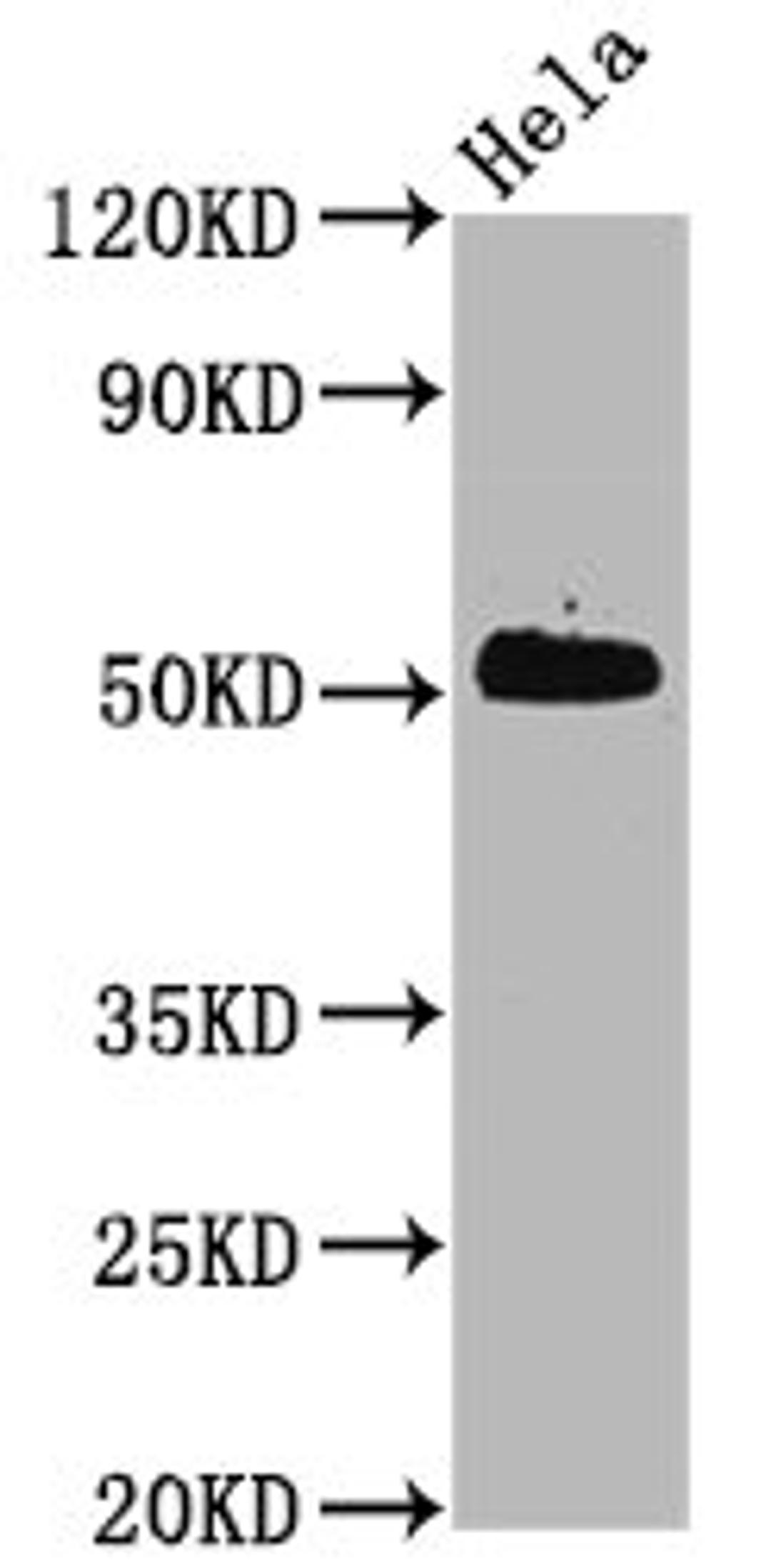 Western Blot. Positive WB detected in Hela whole cell lysate. All lanes Phospho-CDC37 antibody at 0.6μg/ml. Secondary. Goat polyclonal to rabbit IgG at 1/50000 dilution. Predicted band size: 50 KDa. Observed band size: 50 KDa. 