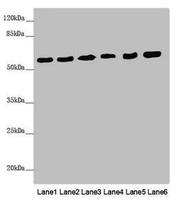 Western blot. All lanes: PACSIN2 antibody at 2.62µg/ml. Lane 1: Mouse heart tissue. Lane 2: Mouse lung tissue. Lane 3: NIH/3T3 whole cell lysate. Lane 4: Hela whole cell lysate. Lane 5: HL60 whole cell lysate. Lane 6: HepG2 whole cell lysate. Secondary. Goat polyclonal to rabbit IgG at 1/10000 dilution. Predicted band size: 56, 52 kDa. Observed band size: 56 kDa
