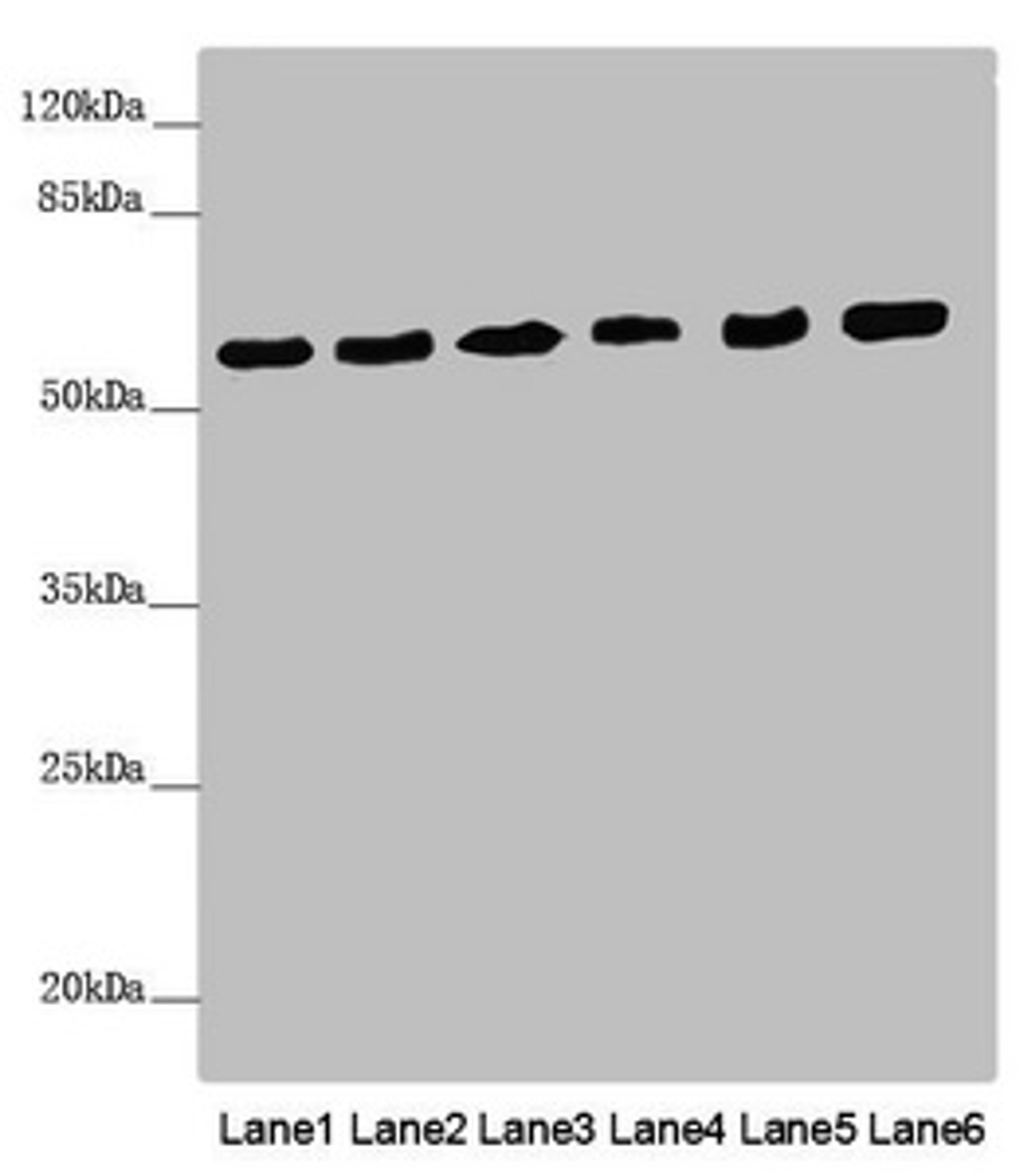Western blot. All lanes: PACSIN2 antibody at 2.62µg/ml. Lane 1: Mouse heart tissue. Lane 2: Mouse lung tissue. Lane 3: NIH/3T3 whole cell lysate. Lane 4: Hela whole cell lysate. Lane 5: HL60 whole cell lysate. Lane 6: HepG2 whole cell lysate. Secondary. Goat polyclonal to rabbit IgG at 1/10000 dilution. Predicted band size: 56, 52 kDa. Observed band size: 56 kDa