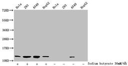 Western Blot. Detected samples: Hela whole cell lysate, 293 whole cell lysate, A549 whole cell lysate, HepG2 whole cell lysate; Untreated (-) or treated (+) with 30mM sodium butyrate for 4h. All lanes: HIST1H4A antibody at 1:2000. Secondary. Goat polyclonal to rabbit IgG at 1/40000 dilution. Predicted band size: 12 kDa. Observed band size: 12 kDa