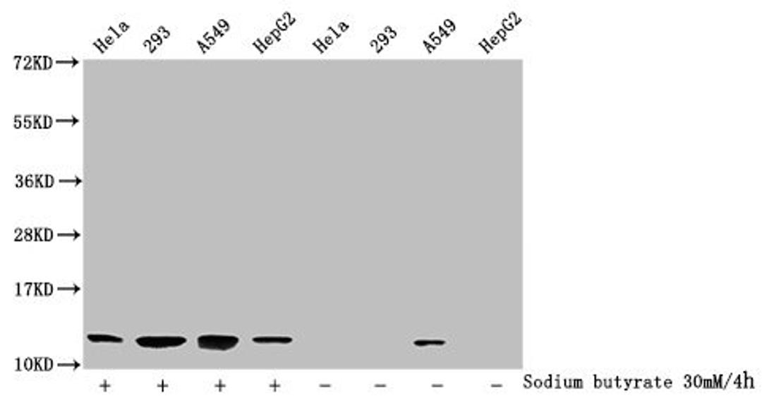Western Blot. Detected samples: Hela whole cell lysate, 293 whole cell lysate, A549 whole cell lysate, HepG2 whole cell lysate; Untreated (-) or treated (+) with 30mM sodium butyrate for 4h. All lanes: HIST1H4A antibody at 1:2000. Secondary. Goat polyclonal to rabbit IgG at 1/40000 dilution. Predicted band size: 12 kDa. Observed band size: 12 kDa