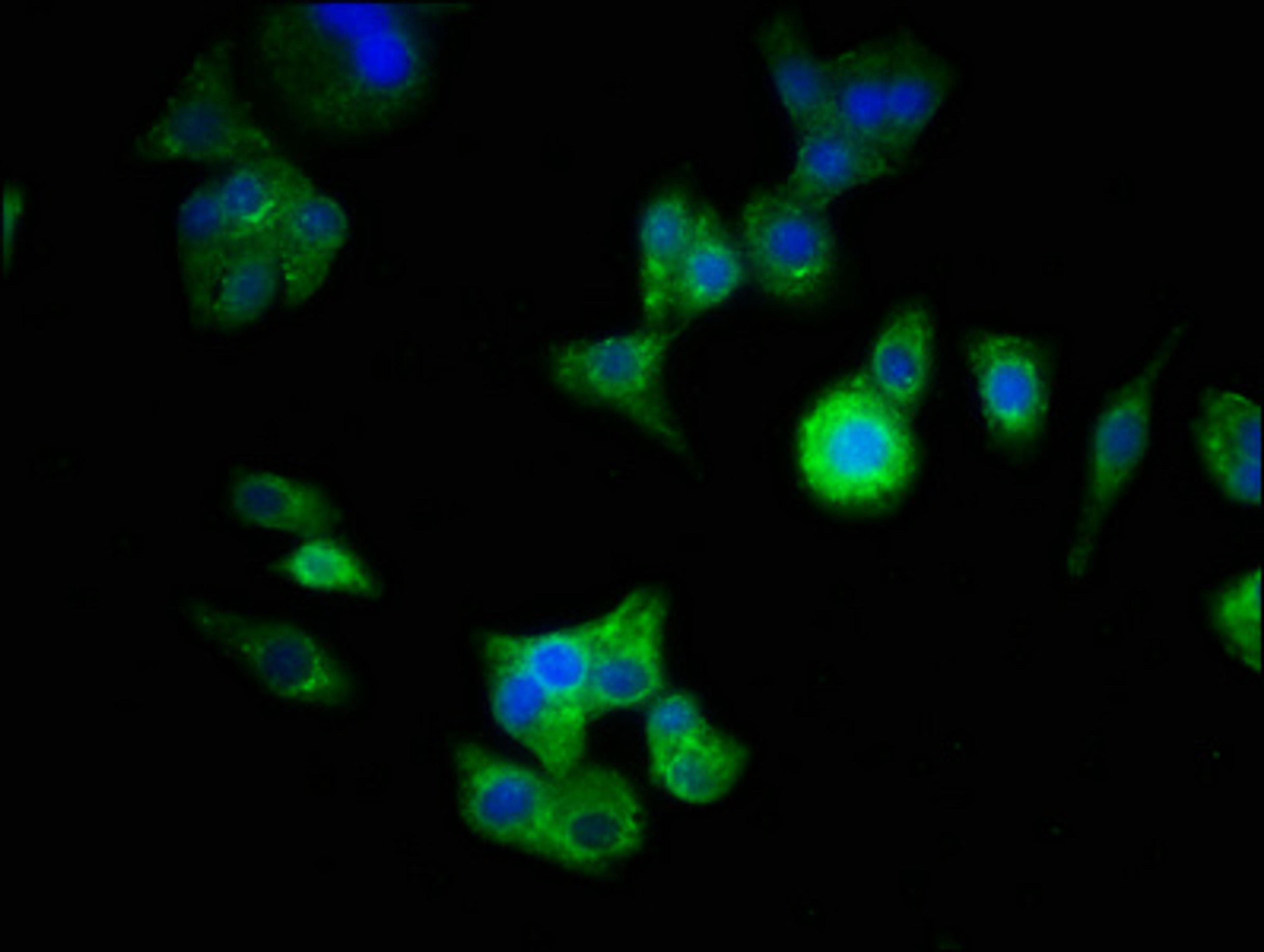 Immunofluorescence staining of HepG2 cells with CSB-PA734569LA01HU at 1:333, counter-stained with DAPI. The cells were fixed in 4% formaldehyde, permeabilized using 0.2% Triton X-100 and blocked in 10% normal Goat Serum. The cells were then incubated with the antibody overnight at 4°C. The secondary antibody was Alexa Fluor 488-congugated AffiniPure Goat Anti-Rabbit IgG(H+L).