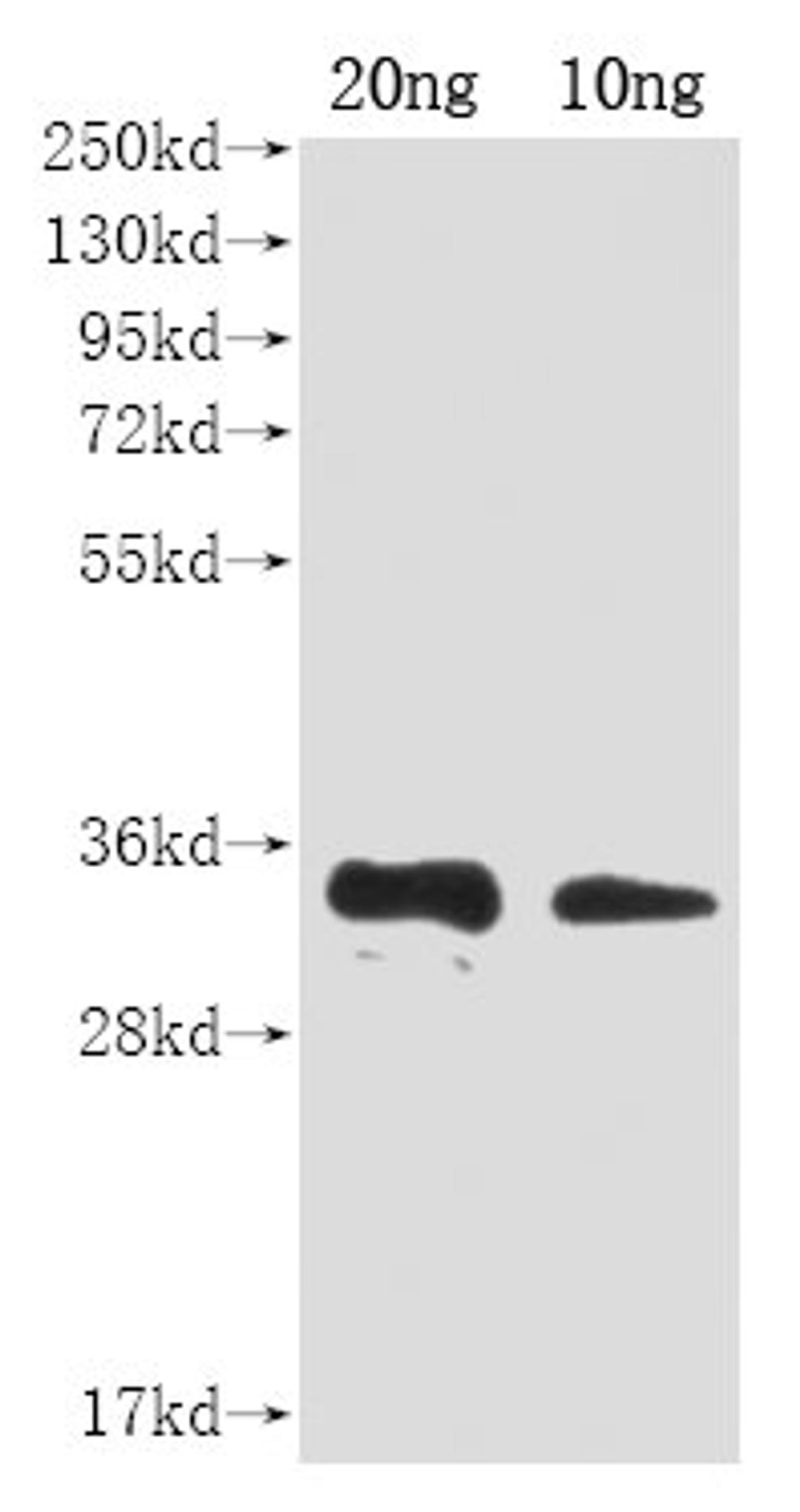 Western Blot. Positive WB detected in Recombinant protein. All lanes: A27L antibody at 1:2000. Secondary. Goat polyclonal to rabbit IgG at 1/50000 dilution. Predicted band size: 31 kDa. Observed band size: 31 kDa. 