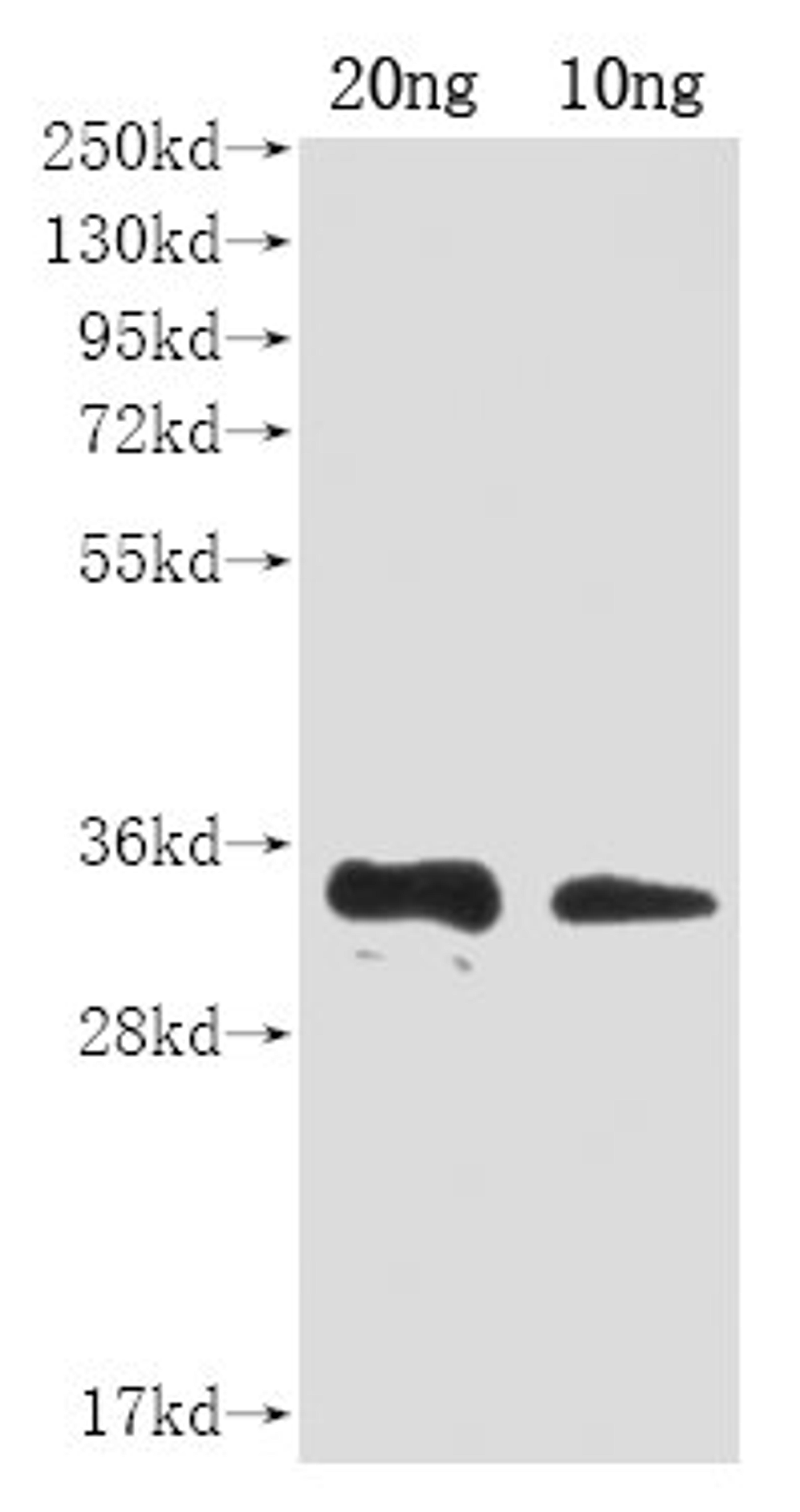 Western Blot. Positive WB detected in Recombinant protein. All lanes: A27L antibody at 1:2000. Secondary. Goat polyclonal to rabbit IgG at 1/50000 dilution. Predicted band size: 31 kDa. Observed band size: 31 kDa. 
