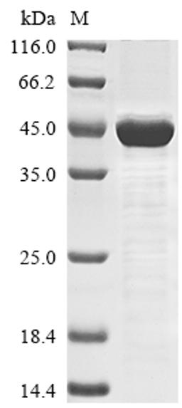 (Tris-Glycine gel) Discontinuous SDS-PAGE (reduced) with 5% enrichment gel and 15% separation gel.