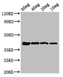 Western Blot. Positive WB detected in Recombinant protein. All lanes: omcB antibody at 3.2µg/ml. Secondary. Goat polyclonal to rabbit IgG at 1/50000 dilution. Predicted band size: 42 kDa. Observed band size: 42 kDa