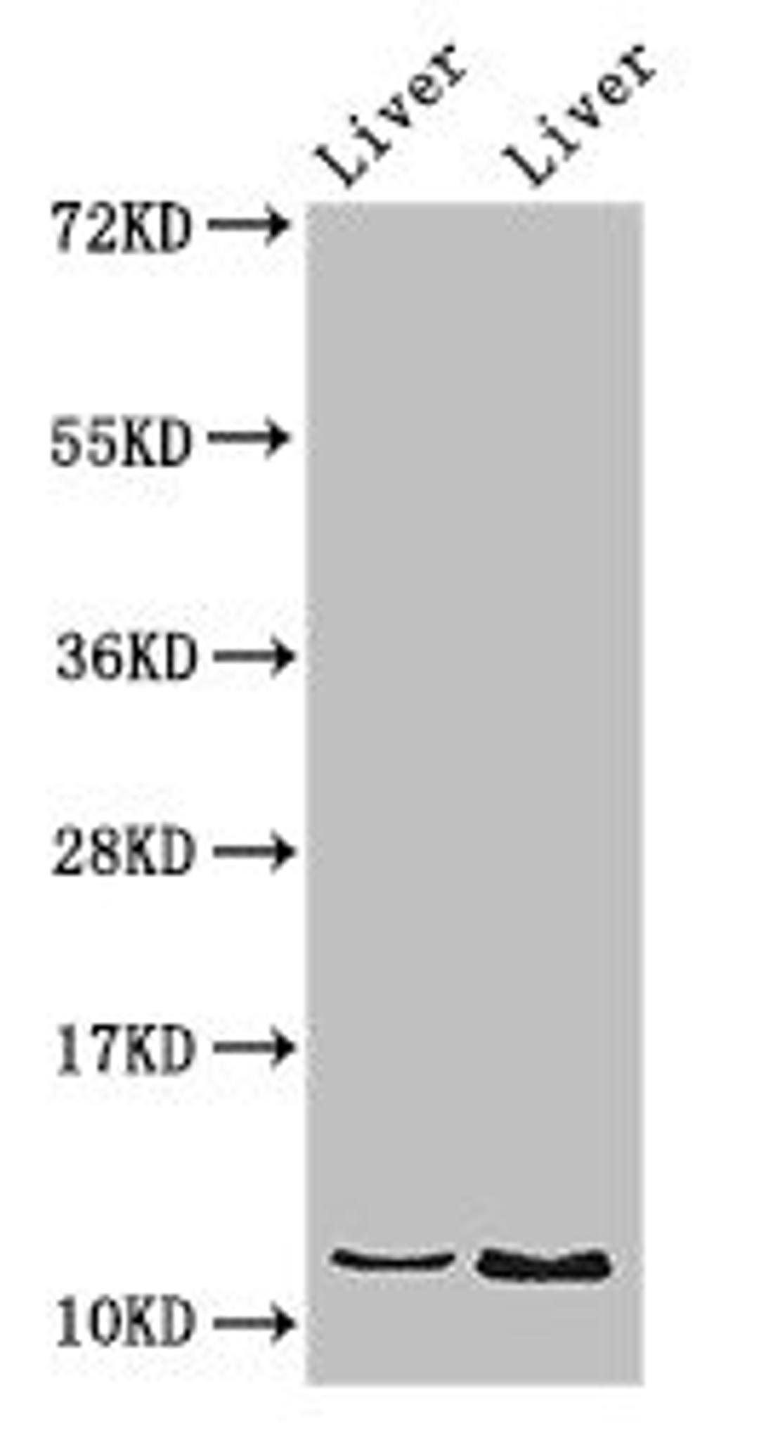 Western Blot. Positive WB detected in: Rat liver tissue, Mouse liver tissue. All lanes: DDA1 antibody at 2.8µg/ml. Secondary. Goat polyclonal to rabbit IgG at 1/50000 dilution. Predicted band size: 12 kDa. Observed band size: 12 kDa