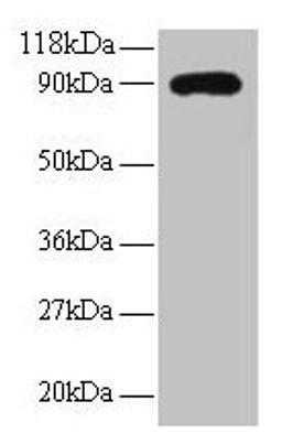Western blot. All lanes: RPL38 antibody at 2µg/ml + EC109 whole cell lysate. Secondary. Goat polyclonal to rabbit IgG at 1/15000 dilution. Predicted band size: 90 kDa. Observed band size: 90 kDa