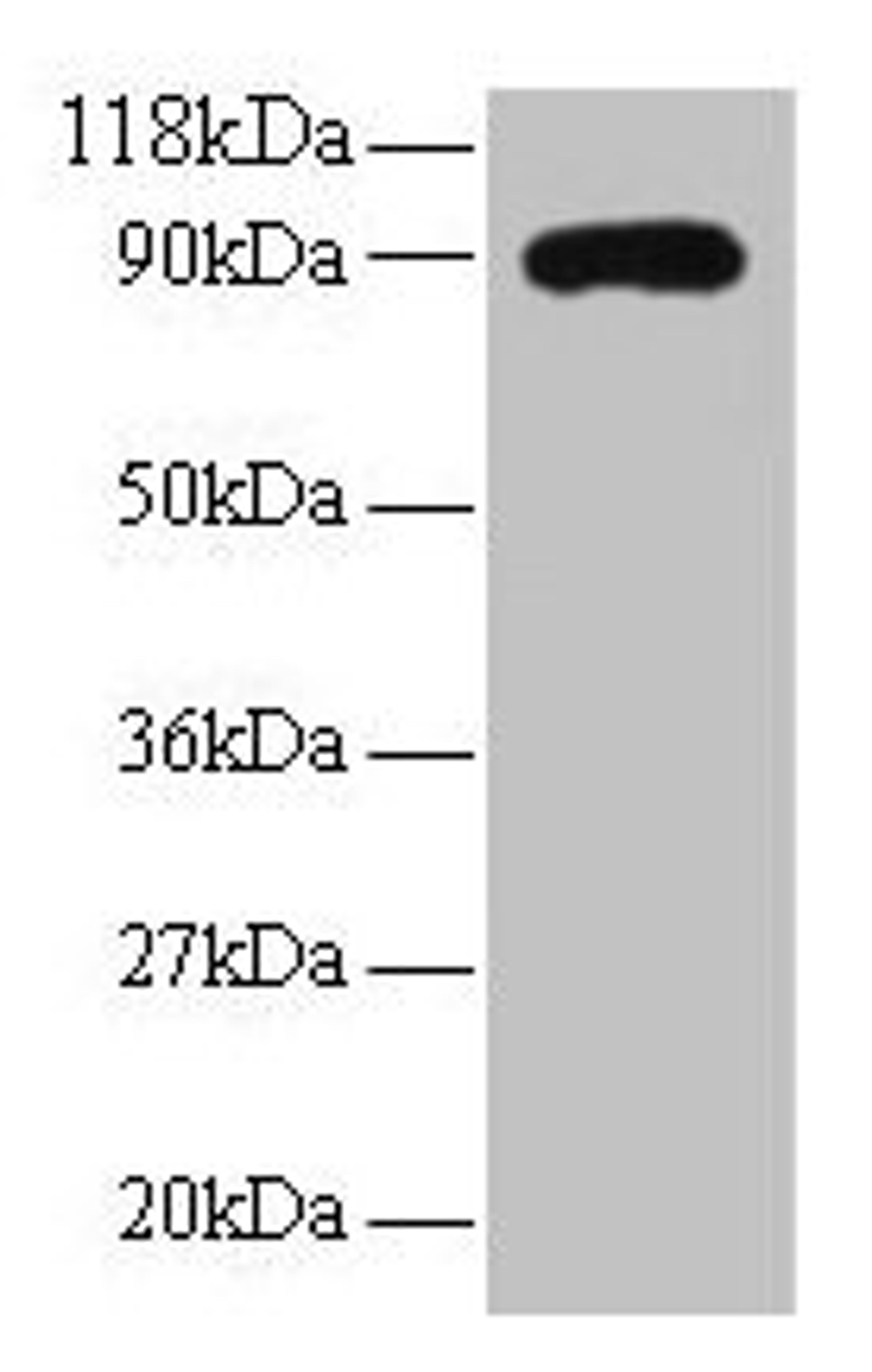 Western blot. All lanes: RPL38 antibody at 2µg/ml + EC109 whole cell lysate. Secondary. Goat polyclonal to rabbit IgG at 1/15000 dilution. Predicted band size: 90 kDa. Observed band size: 90 kDa