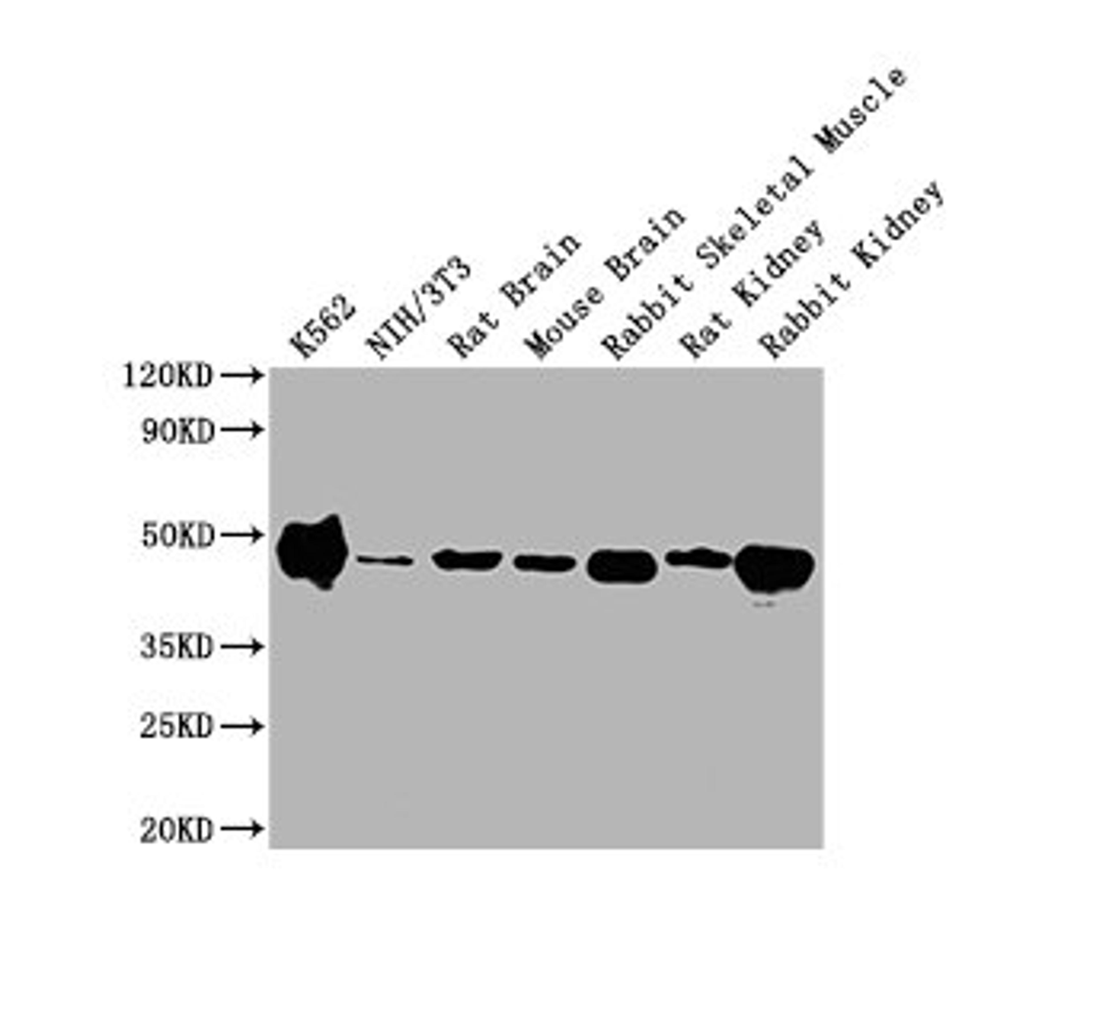 Western Blot. Positive WB detected in: K562 whole cell lysate, NIH/3T3 whole cell lysate, Rat Brain tissue, Mouse Brain tissue, Rabbit Skeletal Muscle tissue, Rat Kidney tissue, Rabbit Kidney tissue . All lanes ENO1 antibody at 1:10000. Secondary. Goat polyclonal to mouse IgG at 0.261ug/ml. Predicted band size: 47 KDa. Observed band size: 47 KDa. Exposure time: 1min