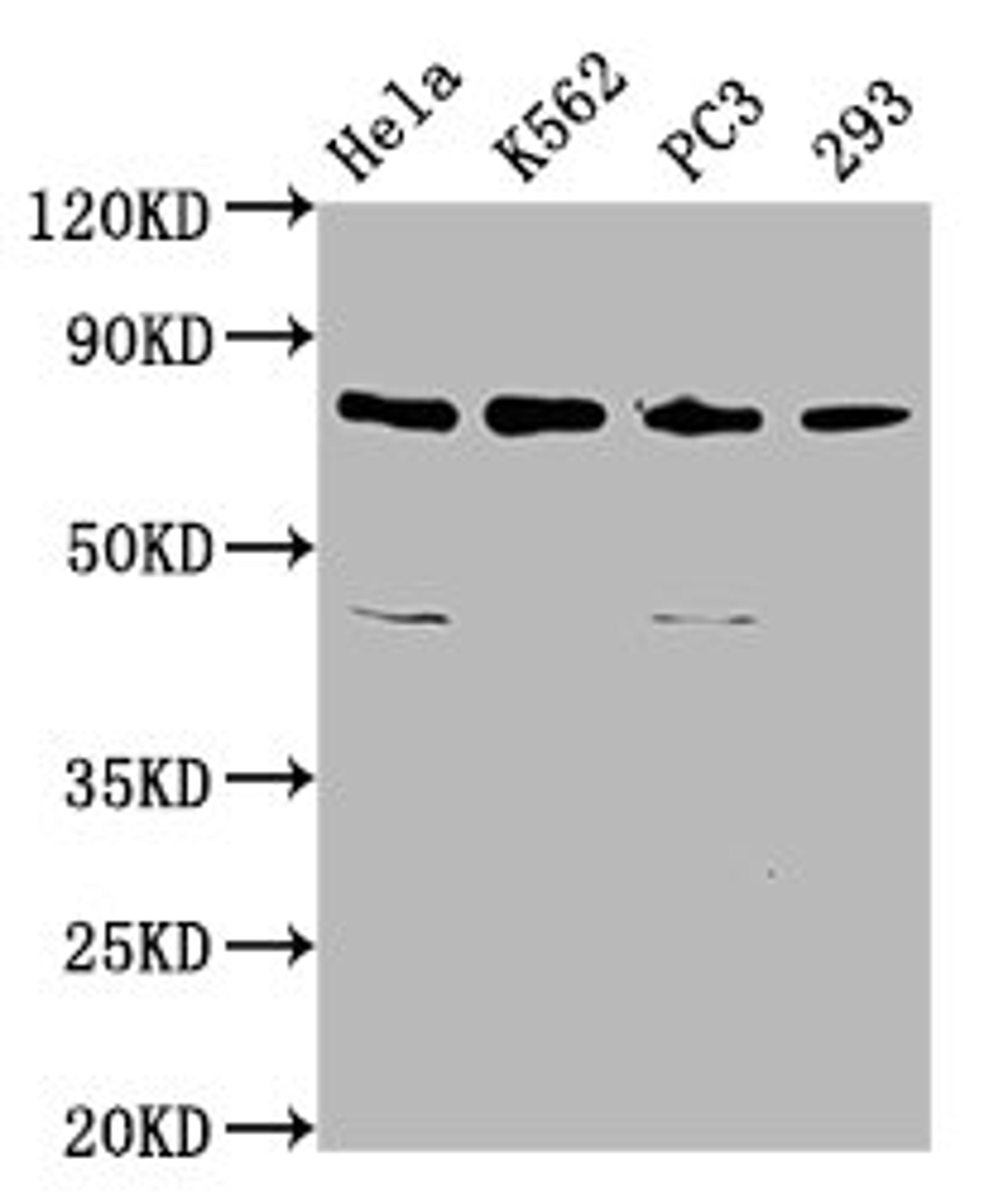 Western Blot. Positive WB detected in: Hela whole cell lysate, K562 whole cell lysate, PC-3 whole cell lysate, 293 whole cell lysate. All lanes: INTS13 antibody at 3.4µg/ml. Secondary. Goat polyclonal to rabbit IgG at 1/50000 dilution. Predicted band size: 81, 69 kDa. Observed band size: 81 kDa