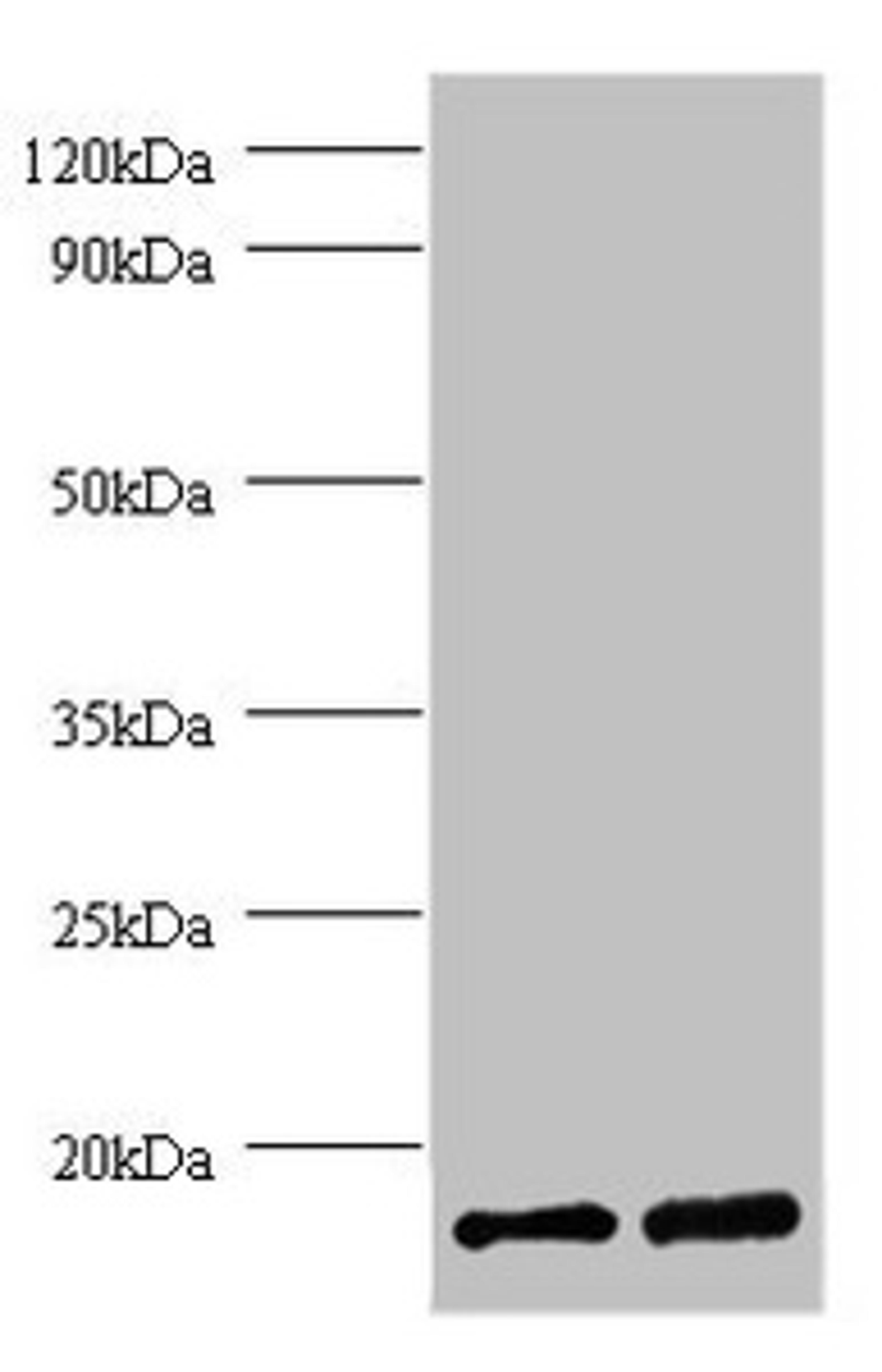 Western blot. All lanes: FKBP1A antibody at 2µg/ml. Lane 1: EC109 whole cell lysate. Lane 2: 293T whole cell lysate. Secondary. Goat polyclonal to rabbit IgG at 1/15000 dilution. Predicted band size: 12 kDa. Observed band size: 12 kDa
