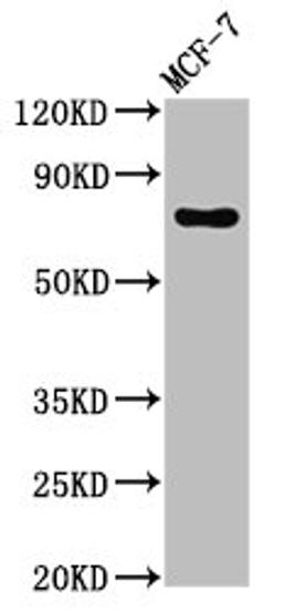 Western Blot. Positive WB detected in: MCF-7 whole cell lysate. All lanes: TUBGCP4 antibody at 3ug/ml. Secondary. Goat polyclonal to rabbit IgG at 1/50000 dilution. Predicted band size: 77 kDa. Observed band size: 77 kDa.
