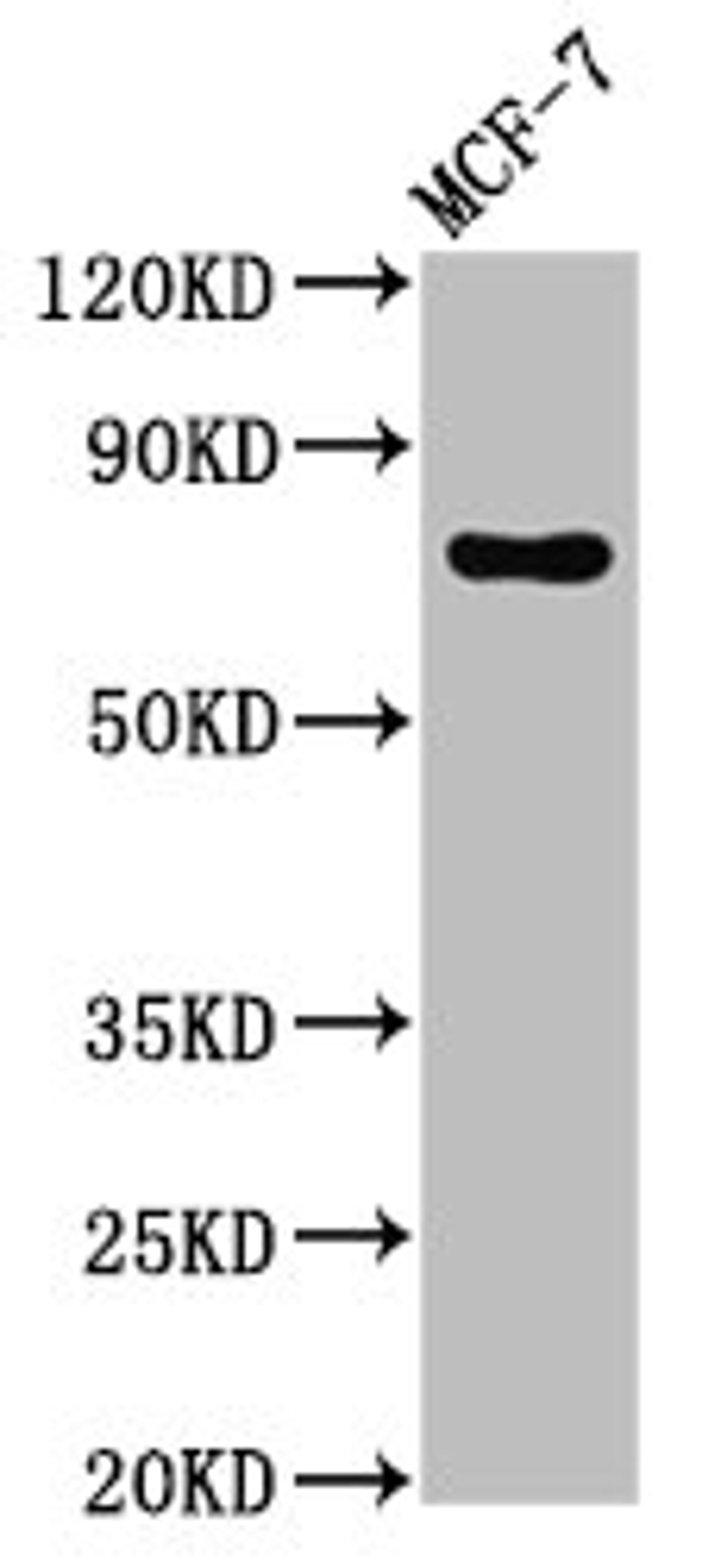 Western Blot. Positive WB detected in: MCF-7 whole cell lysate. All lanes: TUBGCP4 antibody at 3ug/ml. Secondary. Goat polyclonal to rabbit IgG at 1/50000 dilution. Predicted band size: 77 kDa. Observed band size: 77 kDa.