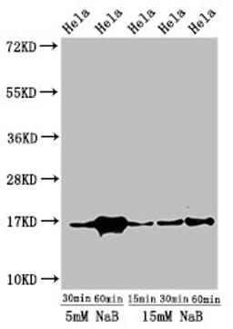 Western Blot. Positive WB detected in: Hela cell acid extracts treated by NaB. All lanes: HIST1H3A antibody at 1µg/ml. Secondary. Goat polyclonal to rabbit IgG at 1/50000 dilution. Predicted band size: 16 kDa. Observed band size: 16 kDa