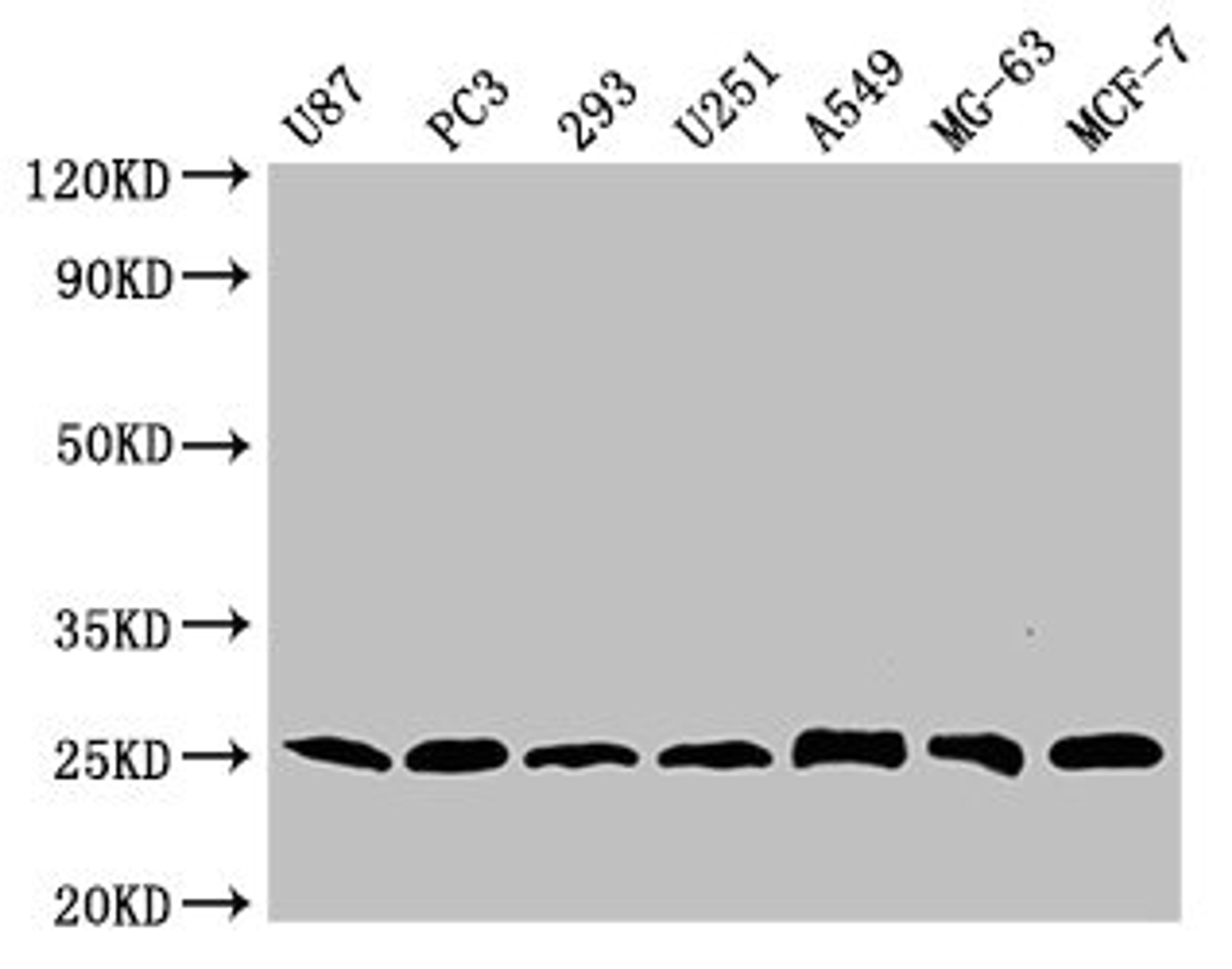 Western Blot. Positive WB detected in: U87 whole cell lysate, PC-3 whole cell lysate, 293 whole cell lysate, U251 whole cell lysate, A549 whole cell lysate, MG-63 whole cell lysate, MCF-7 whole cell lysate . All lanes CD9 antibody at 1:2000. Secondary. Goat polyclonal to mouse IgG at 1/50000 dilution. Predicted band size: 25 KDa. Observed band size: 25 KDa. Exposure time: 5min