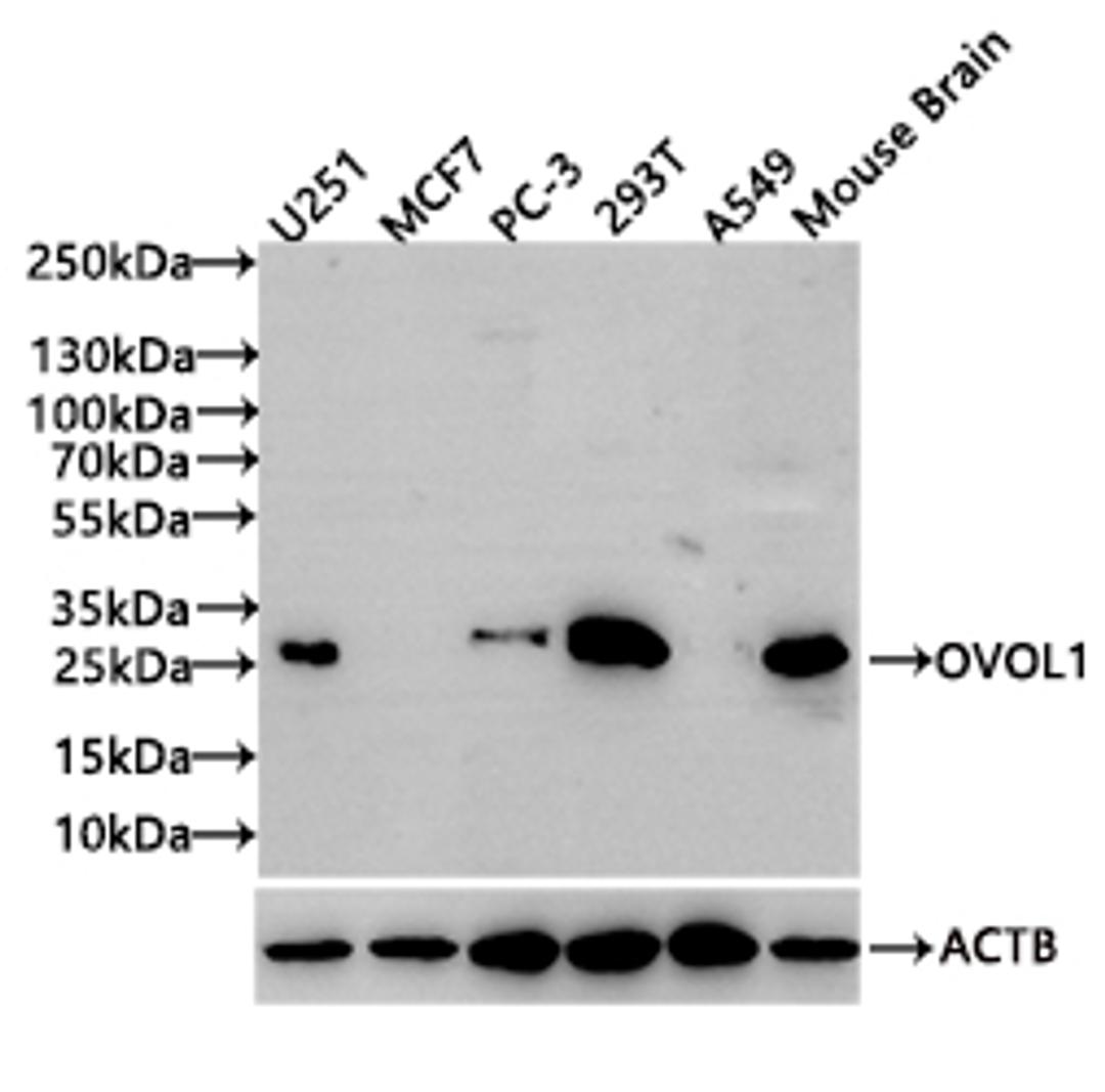 Western BlotPositive WB detected in: U251 whole cell lysate(20µg), MCF7 whole cell lysate(20µg), PC-3 whole cell lysate(20µg), 293T whole cell lysate(20µg), A549 whole cell lysate(20µg),Mouse Brain tissue lysate(20µg)All lanes: OVOL1 antibody at 1:1000SecondaryGoat polyclonal to rabbit IgG at 1/50000 dilutionPredicted band size: 31 kDaObserved band size: 31 kDaExposure time: 30s