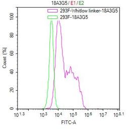 Untransfected HEK-293F cells (green line) and transfected scFv-based Anti-CD19 CAR containing a Whitlow/218 linker stable cells (red line) were stained with anti-Whitlow linker FITC-conjugated antibody (2µg/1*10<sup>6</sup>cells).