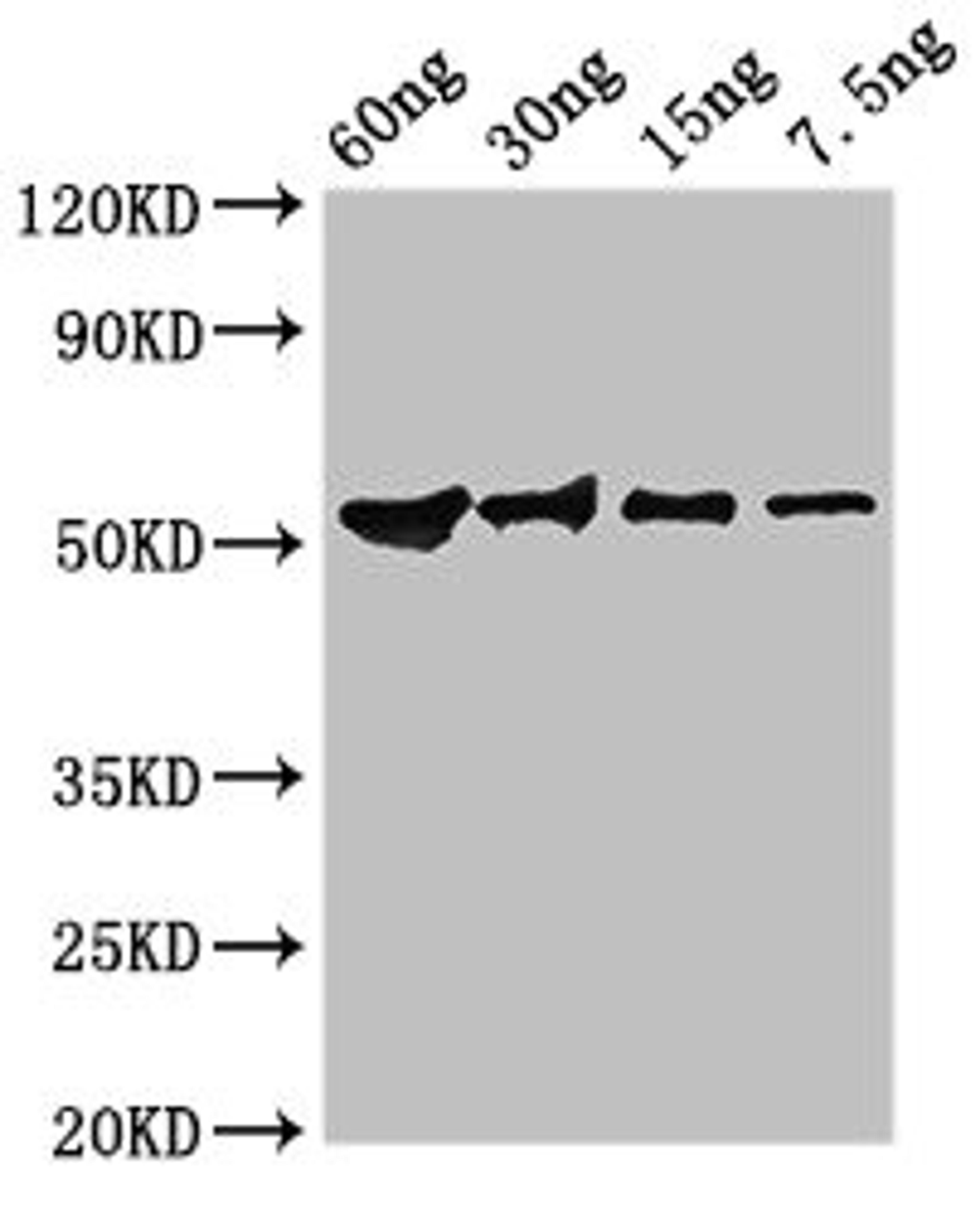 Western Blot. Positive WB detected in Recombinant protein. All lanes: Guanine antibody at 2.8ug/ml. Secondary. Goat polyclonal to rabbit IgG at 1/50000 dilution. predicted band size: 52 kDa. observed band size: 52 kDa.