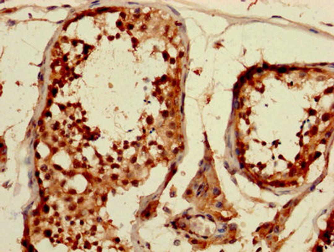 IHC image of CSB-PA005086DA01HU diluted at 1:1200 and staining in paraffin-embedded human testis tissue performed on a Leica BondTM system. After dewaxing and hydration, antigen retrieval was mediated by high pressure in a citrate buffer (pH 6.0). Section was blocked with 10% normal goat serum 30min at RT. Then primary antibody (1% BSA) was incubated at 4&deg;C overnight. The primary is detected by a biotinylated secondary antibody and visualized using an HRP conjugated SP system.
