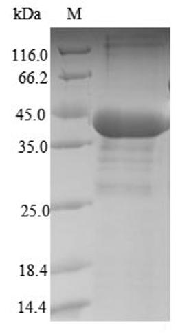 (Tris-Glycine gel) Discontinuous SDS-PAGE (reduced) with 5% enrichment gel and 15% separation gel.