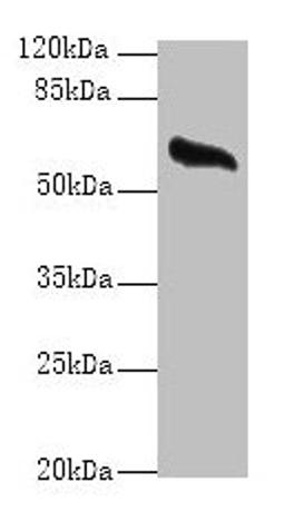 Western blot. All lanes: GPC4 antibody at 8µg/ml + Mouse brain tissue. Secondary. Goat polyclonal to rabbit IgG at 1/10000 dilution. Predicted band size: 63, 55 kDa. Observed band size: 63 kDa