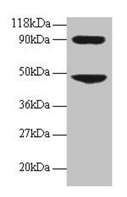Western blot. All lanes: CCL7 antibody at 2µg/ml + 293T whole cell lysate. Secondary. Goat polyclonal to rabbit IgG at 1/15000 dilution. Predicted band size: 12 kDa. Observed band size: 48, 90 kDa