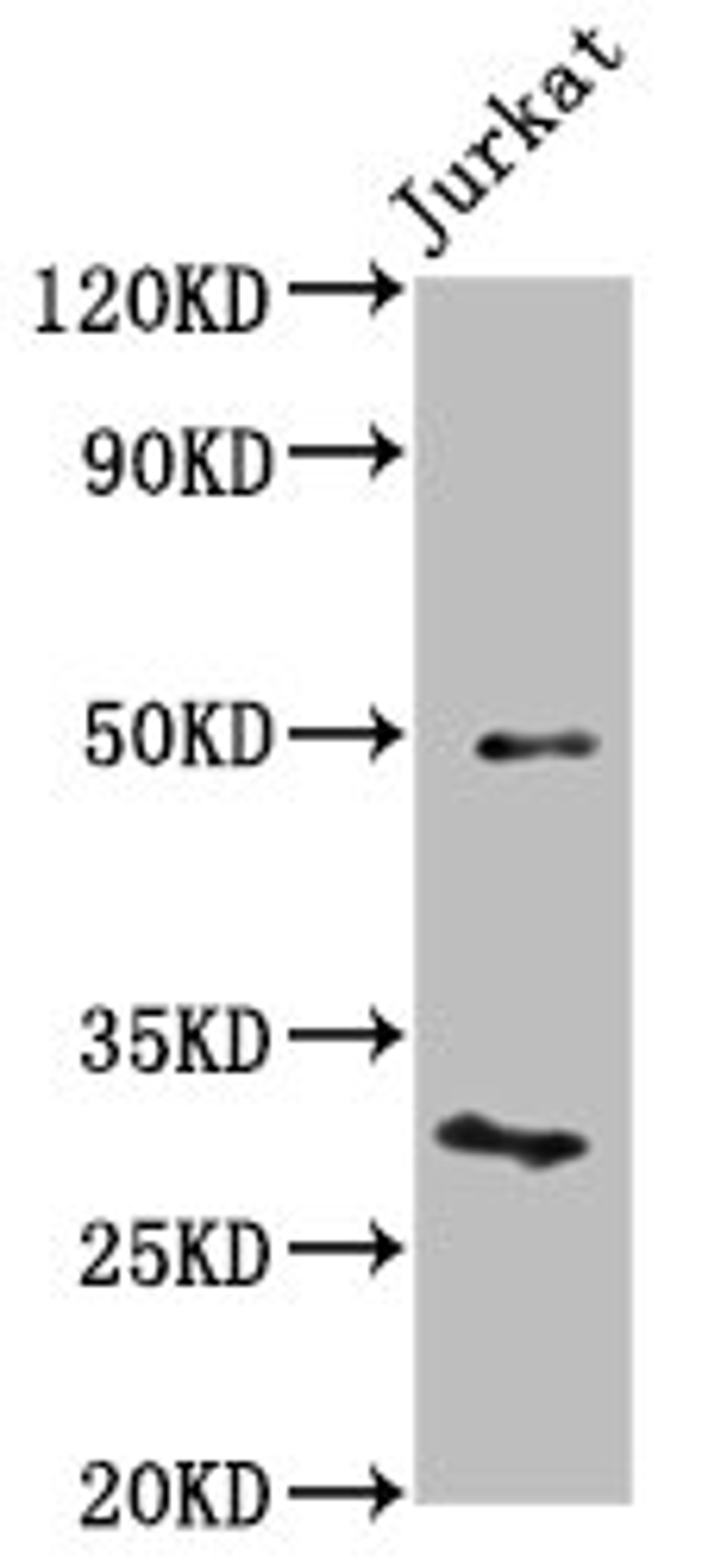 Western Blot. Positive WB detected in: Jurkat whole cell lysate. All lanes: KLF13 antibody at 4.2µg/ml. Secondary. Goat polyclonal to rabbit IgG at 1/50000 dilution. Predicted band size: 32 kDa. Observed band size: 32 kDa