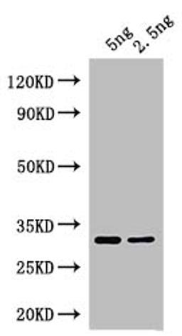 Western Blot. Positive WB detected in: recombinant protein. All lanes: At5g63020 Antibody at 1:1000. Secondary. Goat polyclonal to rabbit IgG at 1/50000 dilution. Predicted band size: 29 kDa. Observed band size: 29 kDa. 