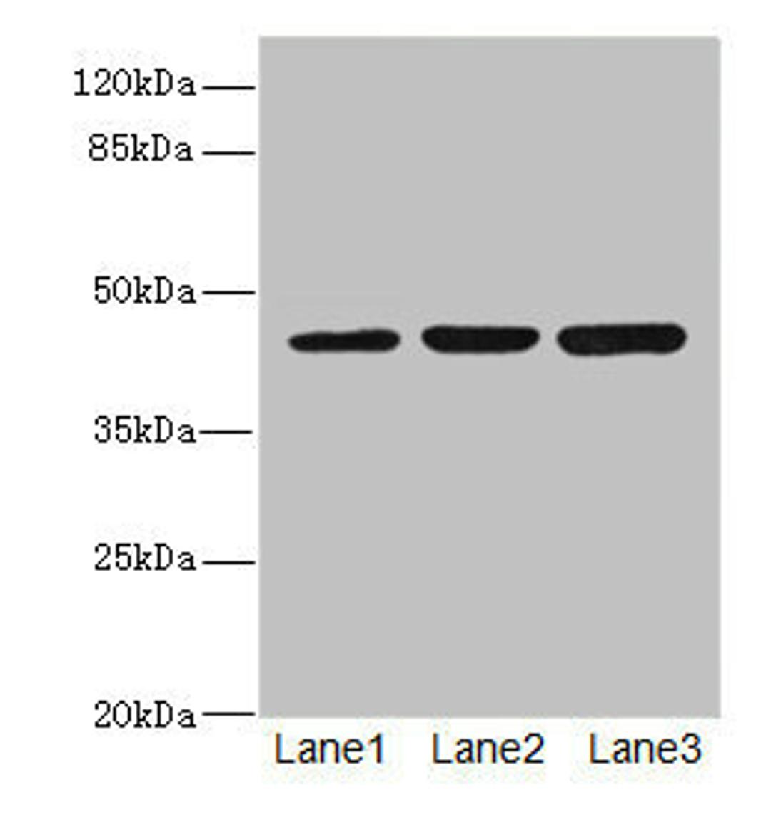 Western blot. All lanes: LFNGantibody at 4.43ug/ml. Lane 1: Mouse spleen tissue. Lane 2: K562 whole cell lysate. Lane 3: HL60 whole cell lysate. Secondary. Goat polyclonal to rabbit IgG at 1/10000 dilution. Predicted band size: 42, 29, 40, 36 kDa. Observed band size: 42 kDa. 