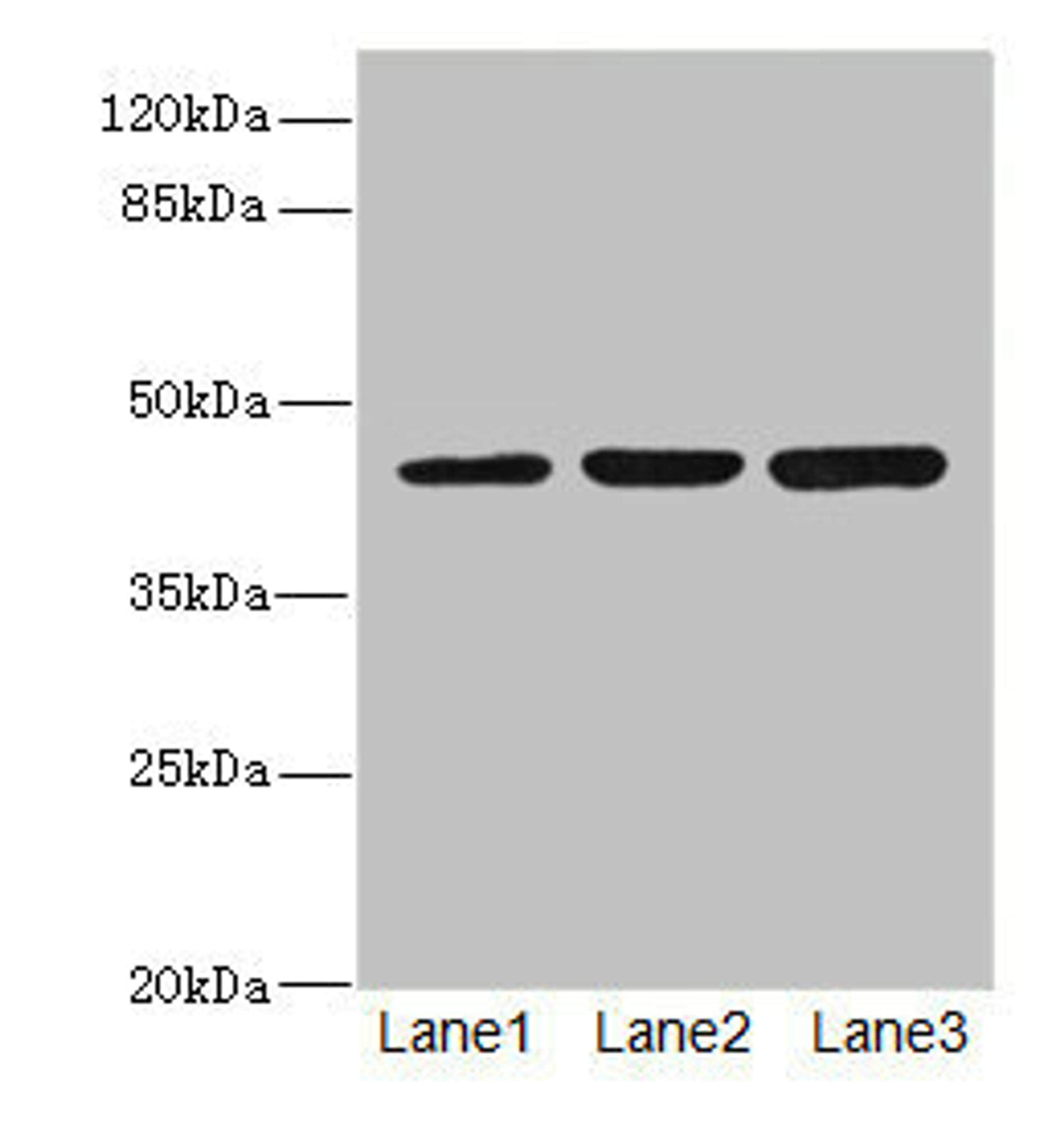 Western blot. All lanes: LFNGantibody at 4.43ug/ml. Lane 1: Mouse spleen tissue. Lane 2: K562 whole cell lysate. Lane 3: HL60 whole cell lysate. Secondary. Goat polyclonal to rabbit IgG at 1/10000 dilution. Predicted band size: 42, 29, 40, 36 kDa. Observed band size: 42 kDa. 