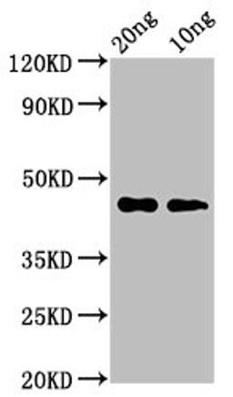 Western Blot. Positive WB detected in Recombinant protein. All lanes: cas3 antibody at 3.2µg/ml. Secondary. Goat polyclonal to rabbit IgG at 1/50000 dilution. Predicted band size: 45 kDa. Observed band size: 45 kDa