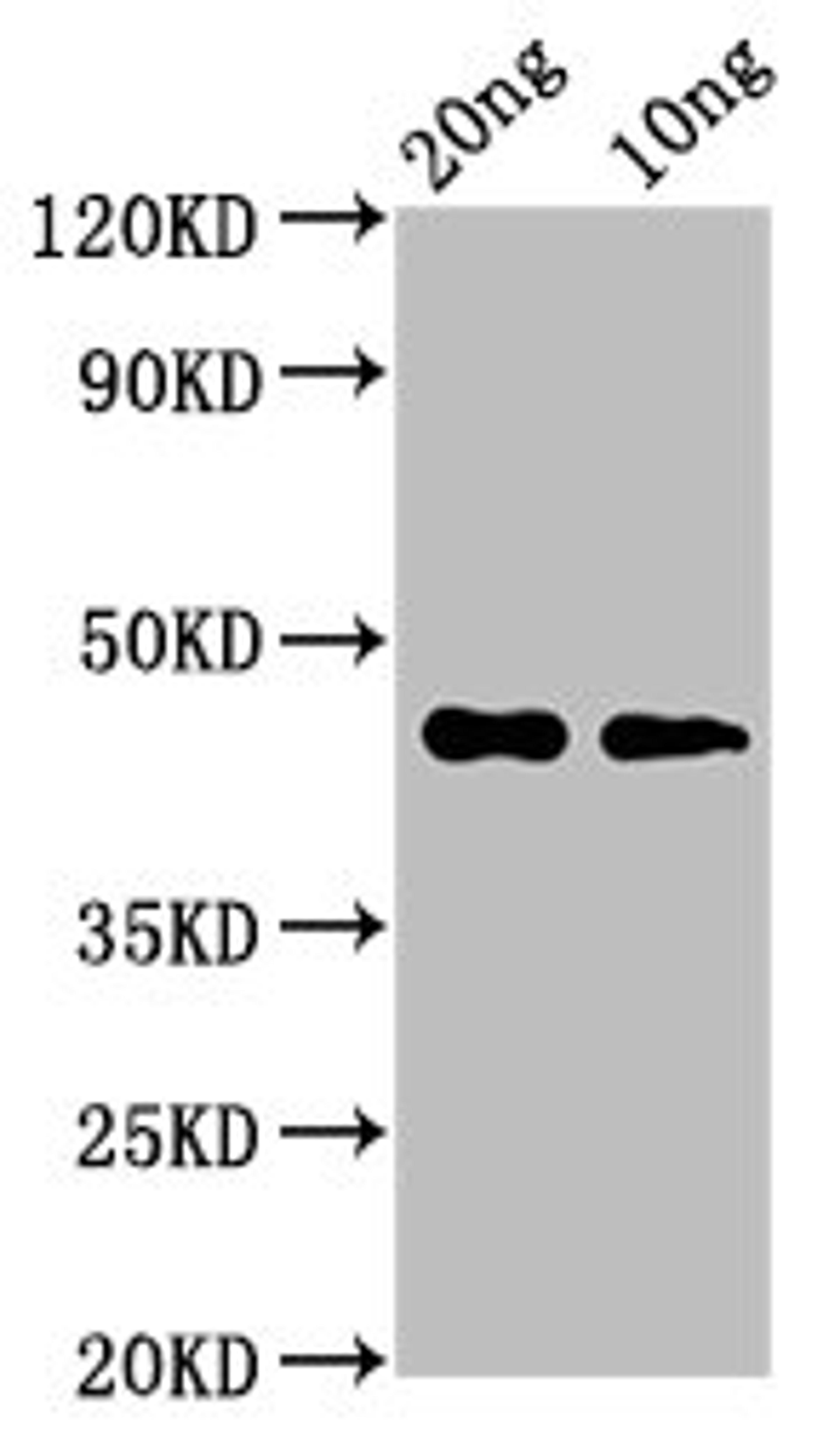 Western Blot. Positive WB detected in Recombinant protein. All lanes: cas3 antibody at 3.2µg/ml. Secondary. Goat polyclonal to rabbit IgG at 1/50000 dilution. Predicted band size: 45 kDa. Observed band size: 45 kDa